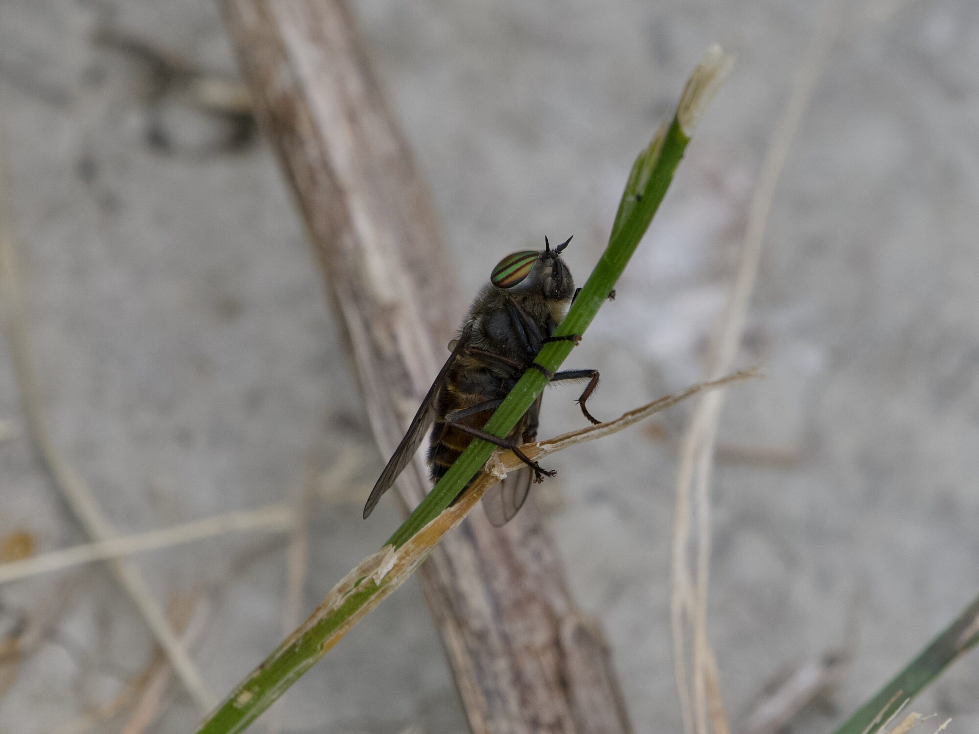 A deer fly climbing a green twig