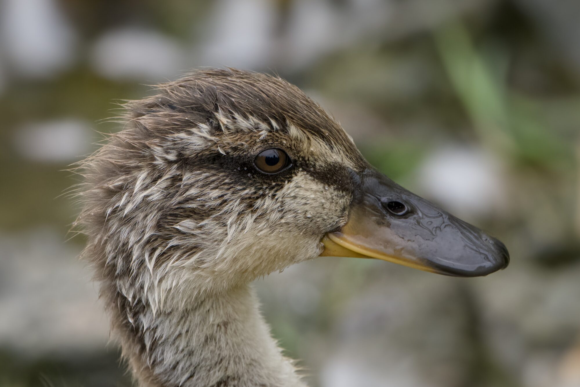 Close up profile shot of an adolescent Mallard duck. Its juvenile patterns are still visible, but it's much bigger and scruffier