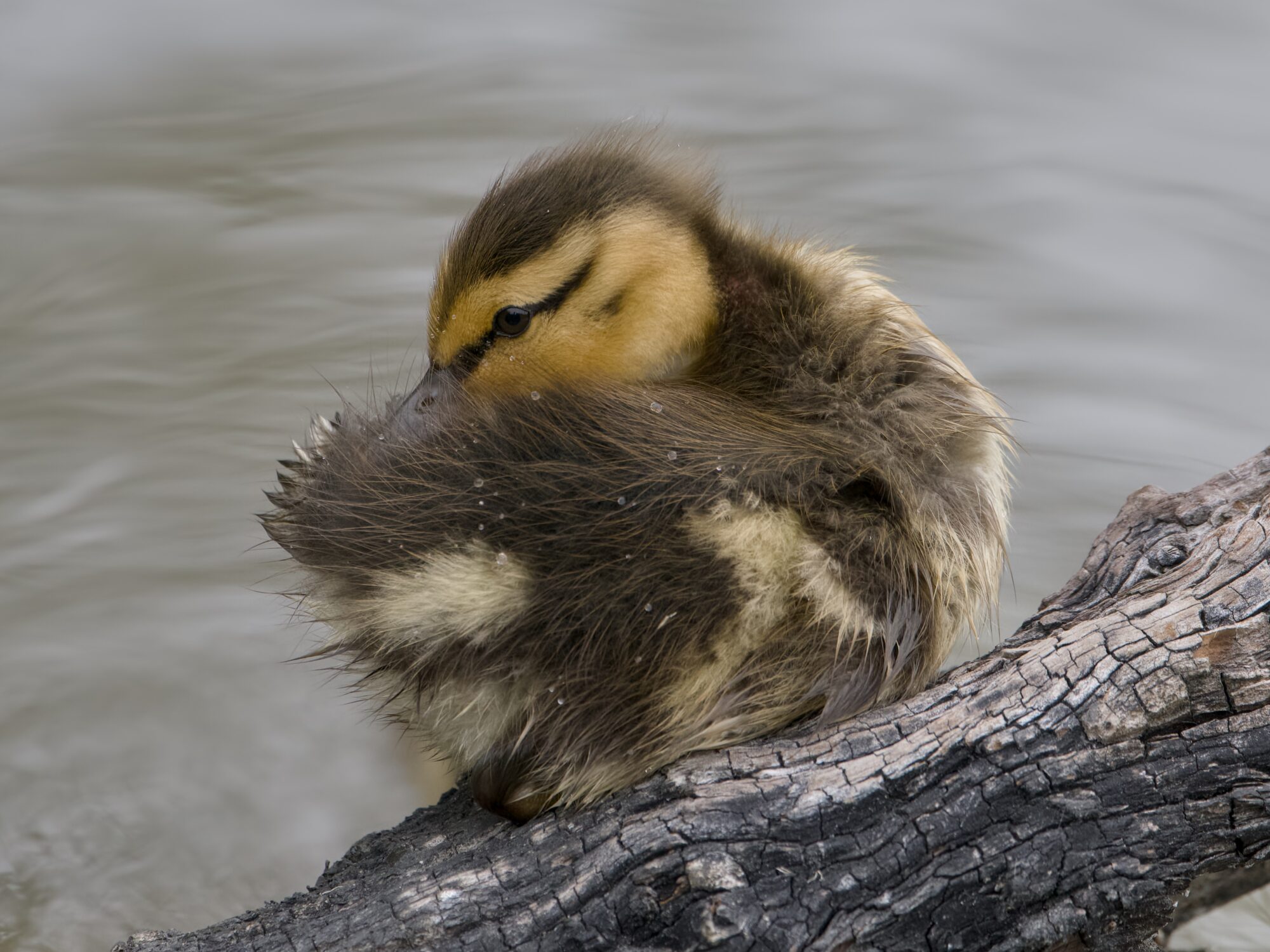 A small Mallard Duckling on a log, preening itself