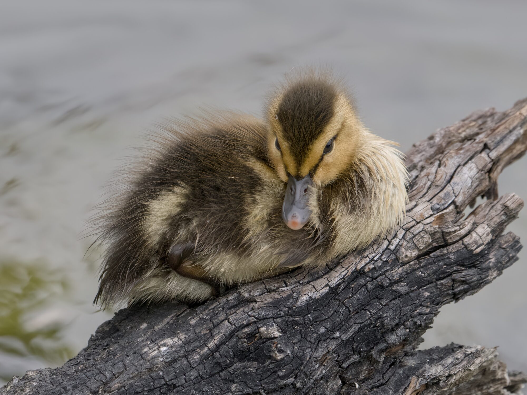 A small Mallard Duckling on a log, taking a little rest