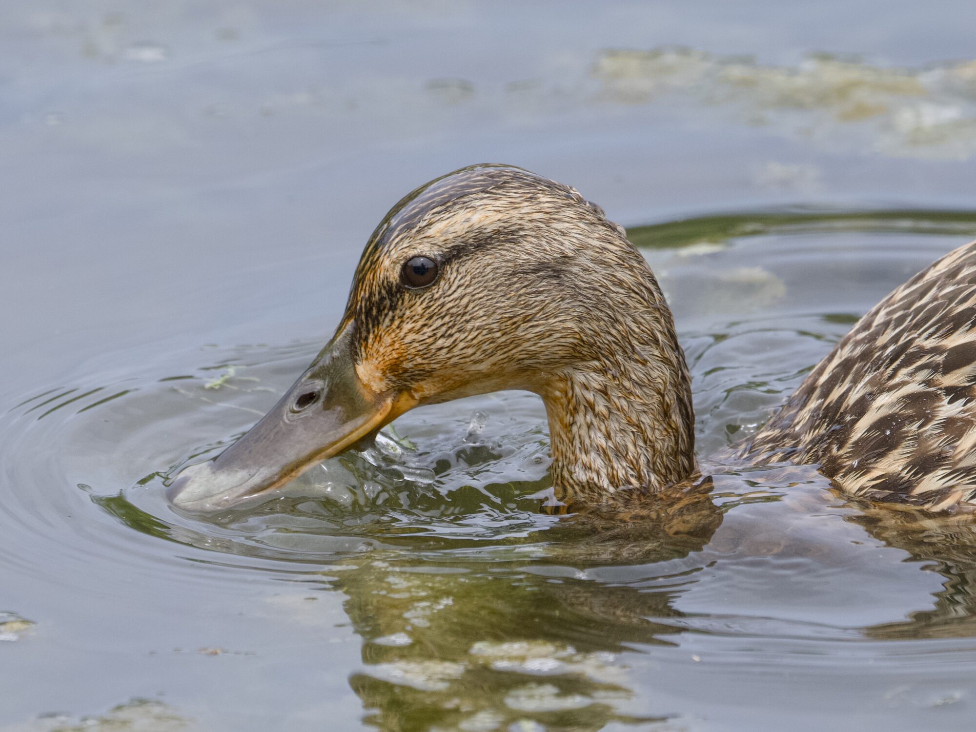 A female Mallard just raising her head out of the water