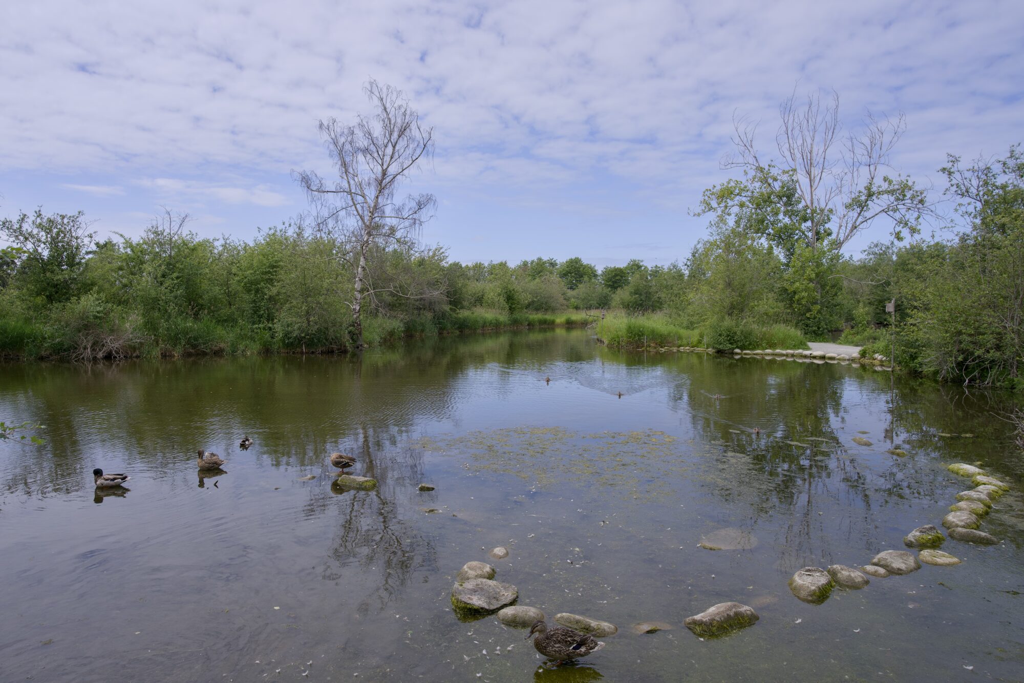 A Reifel pond. There is a row of ponds near our side, and a number of Mallards here and there doing Mallard things. In the background are lush green trees, and above is a thin broken cloud cover