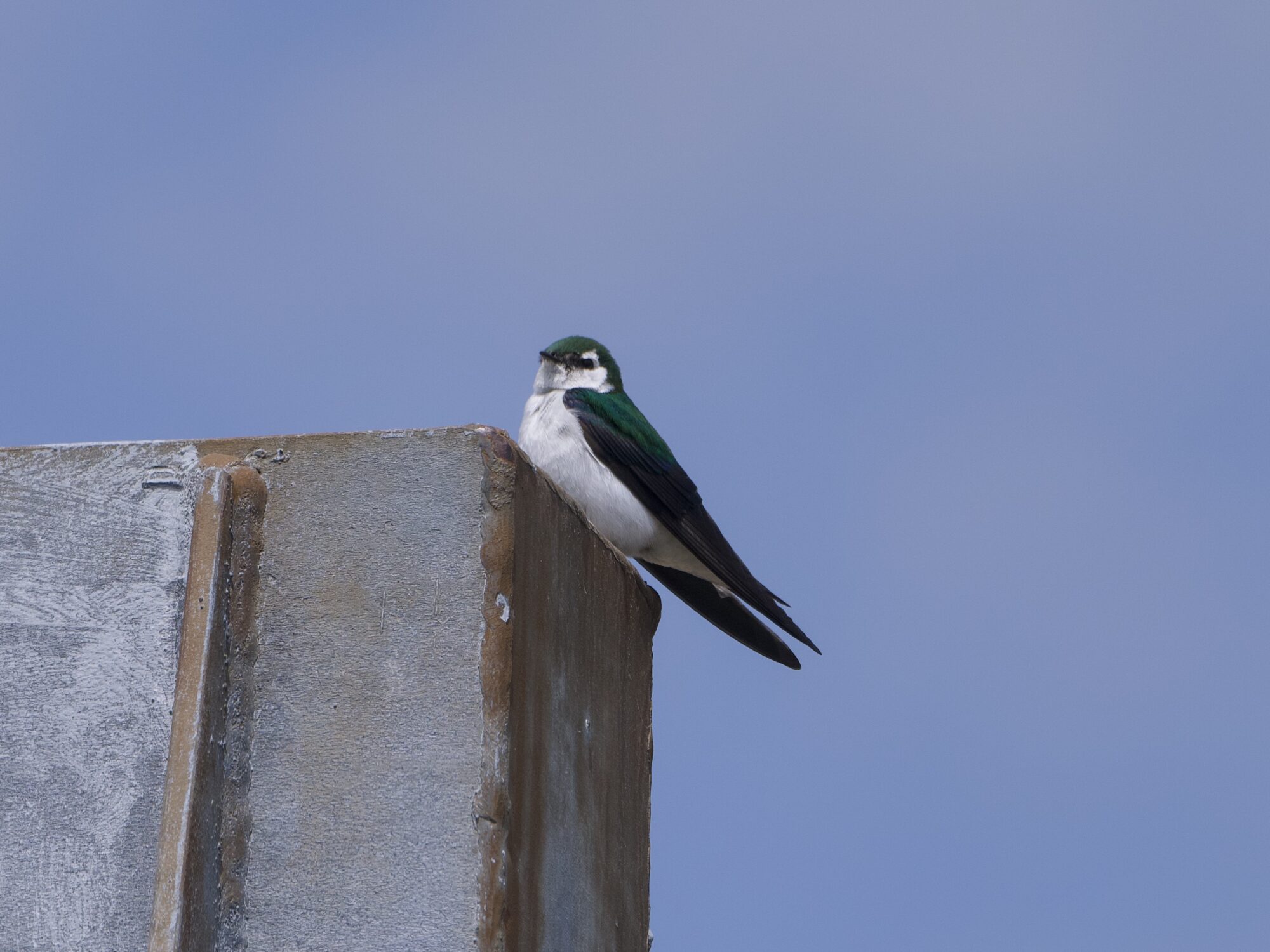 A Violet-green Swallow up on a metal pole