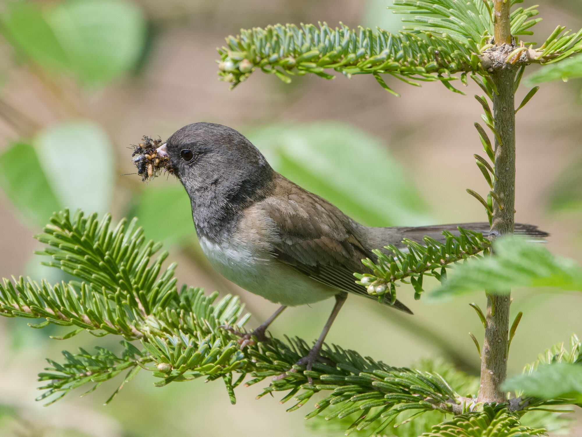 A Dark-eyed Junco in a tree, at a bit under eye leve, carrying a mass of little bugs in its beak