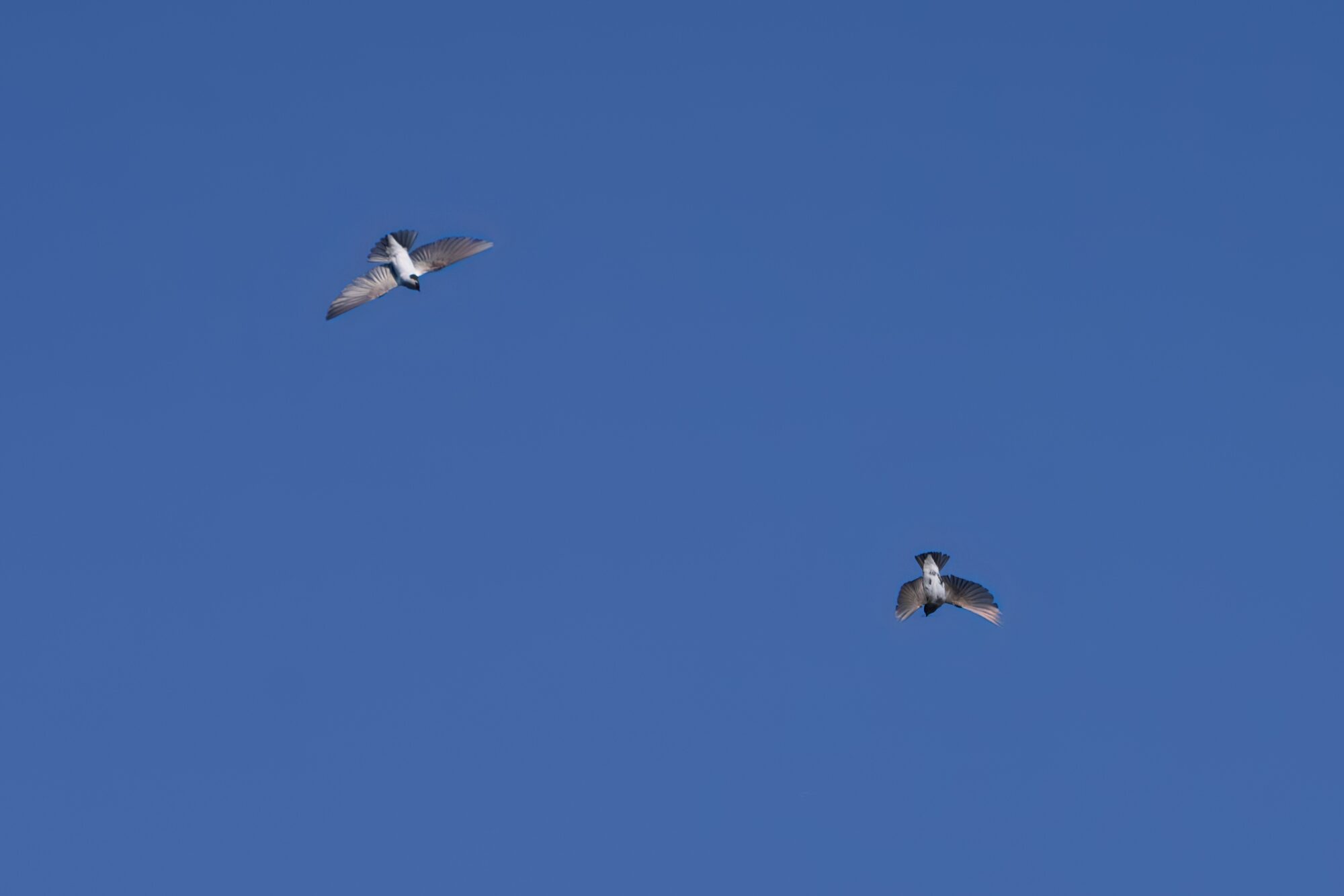 Two swallows flying around each other against a solid blue sky. The upper left one is a Violet-green Swallow, the other is probably a Cliff Swallow
