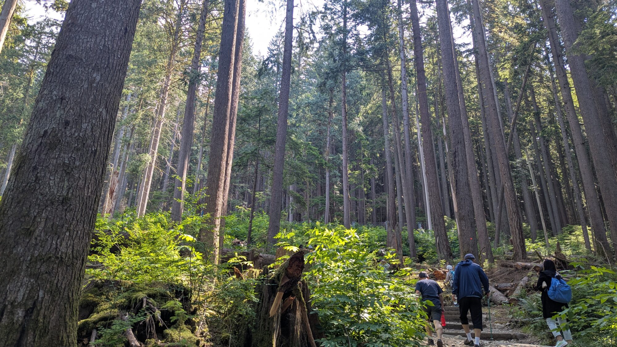 The start of the Grouse Grind: surrounded by tall trees, a few people ahead of us on the trail