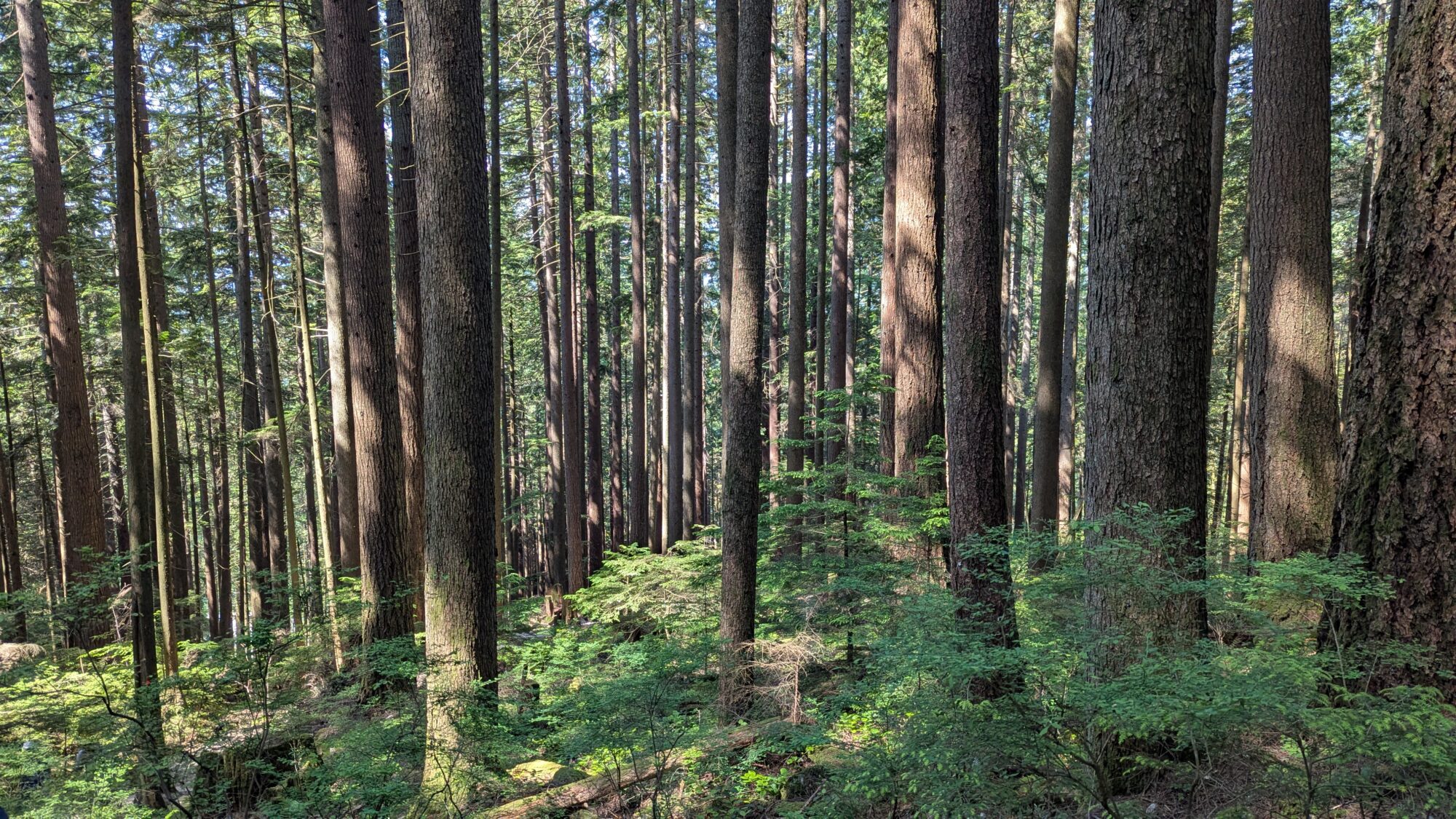A view from the Grouse Grind trail, looking down the slope. Just a lot of narrow trees and some green underbrush