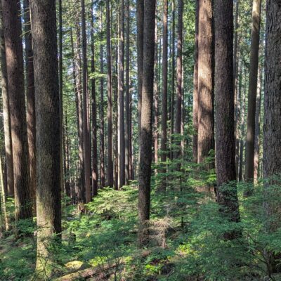 A view from the Grouse Grind trail, looking down the slope. Just a lot of narrow trees