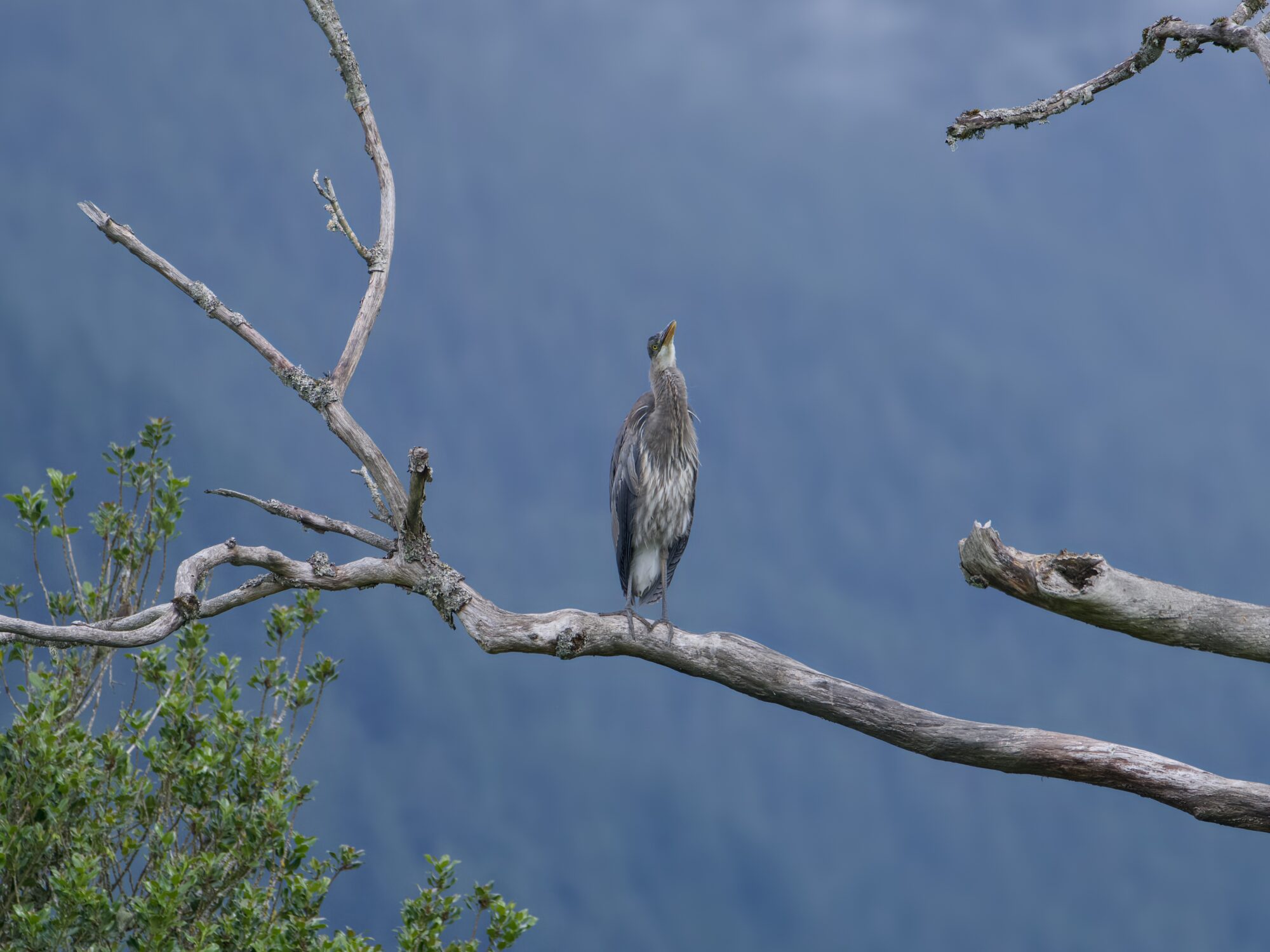 An immature Great Blue Heron is up in a tree, randomly looking up