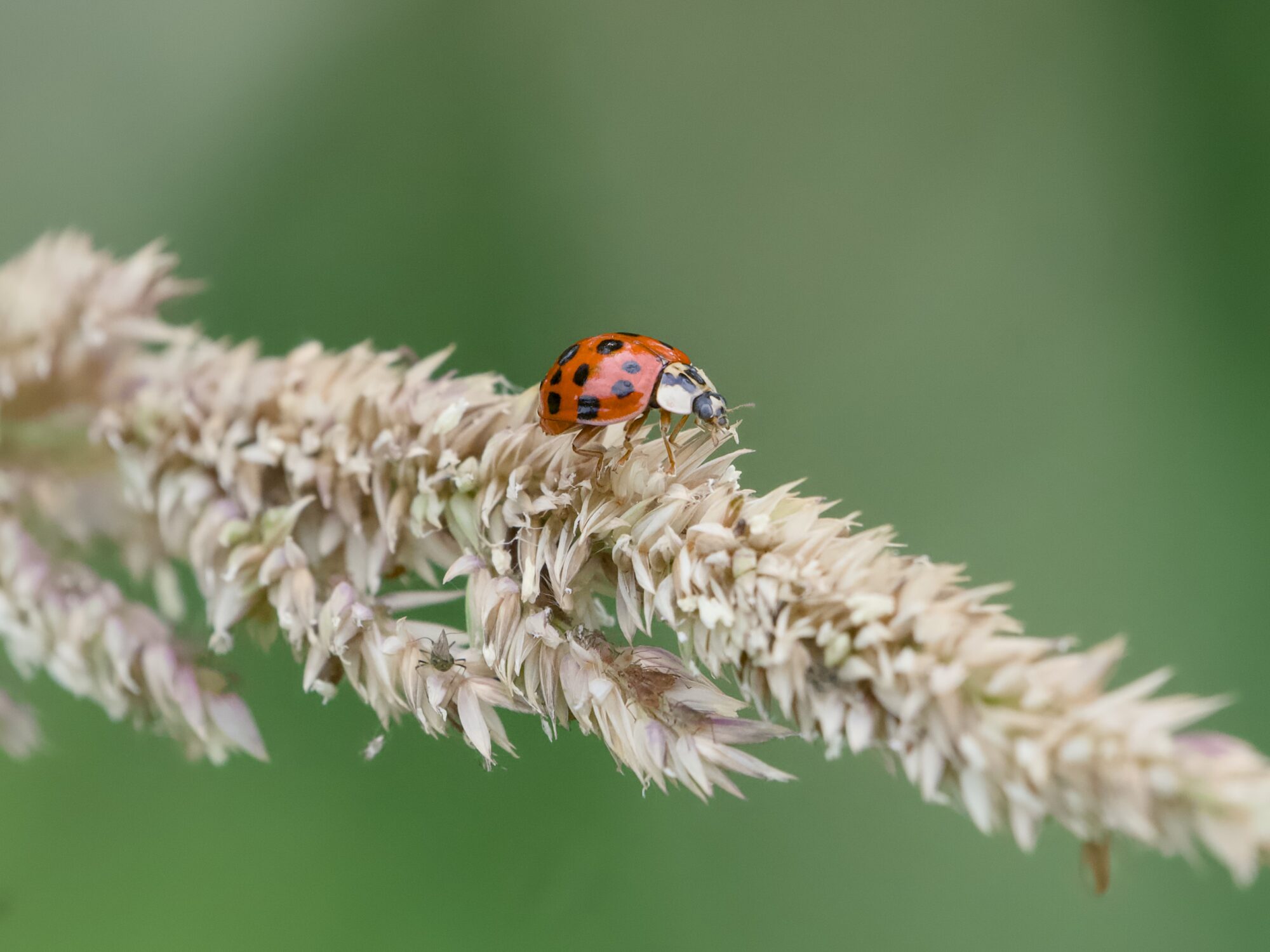 A red ladybug walking on a tuft of yellow grass, on a green background