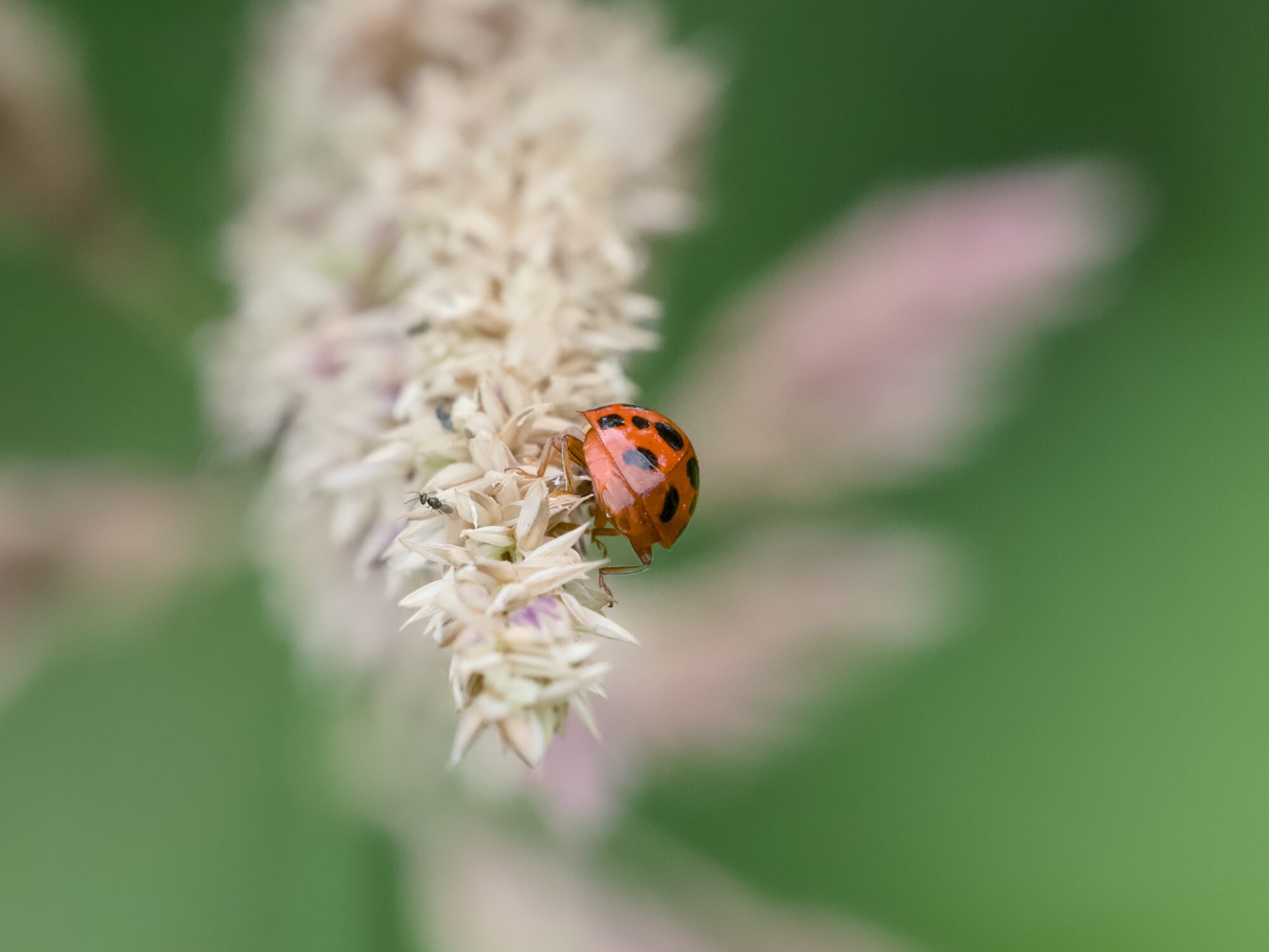 A red ladybug walking on a tuft of yellow grass, on a green background