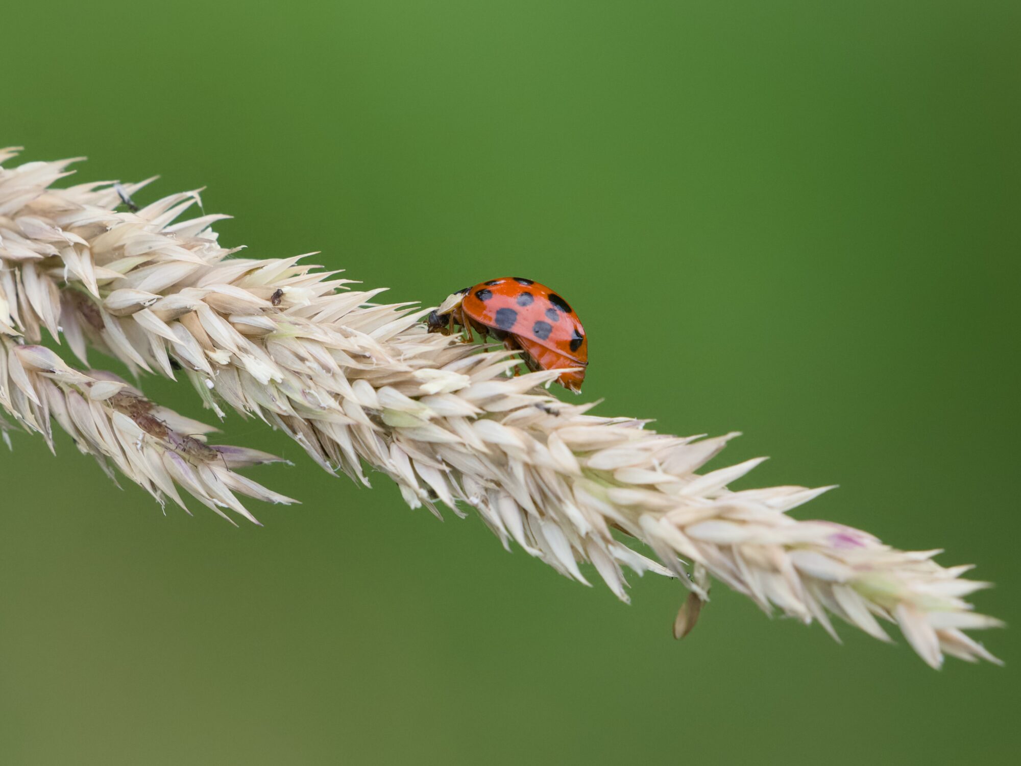 A red ladybug walking on a tuft of yellow grass, on a green background