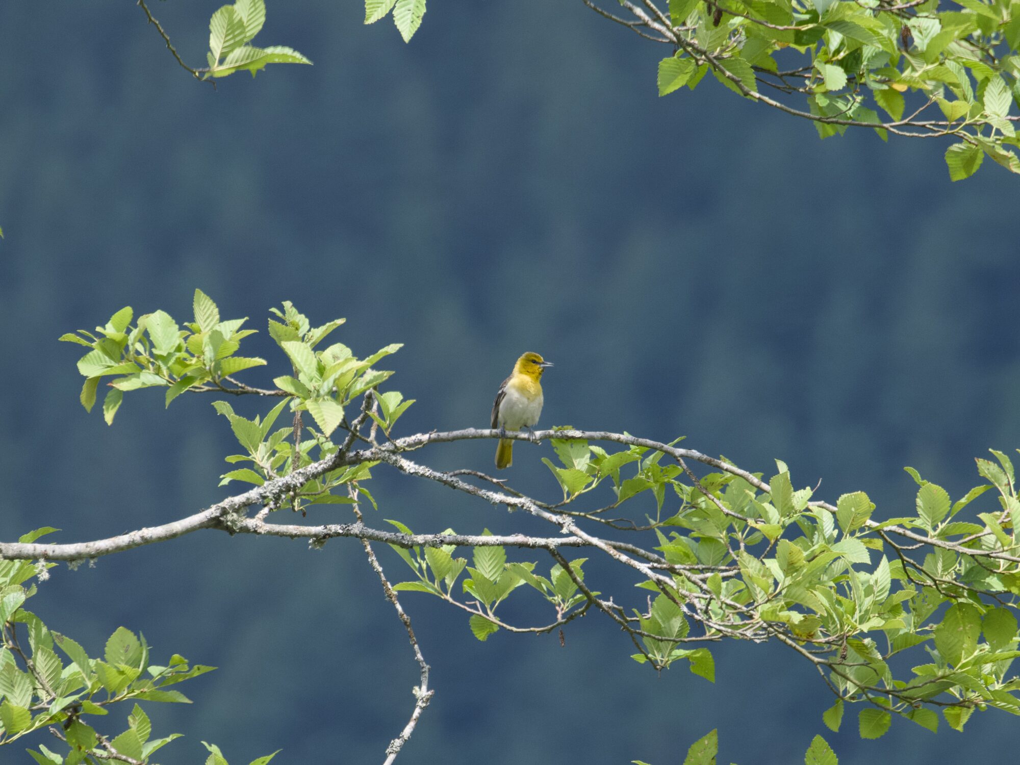 A yellow and black bird in a tree, some distance away