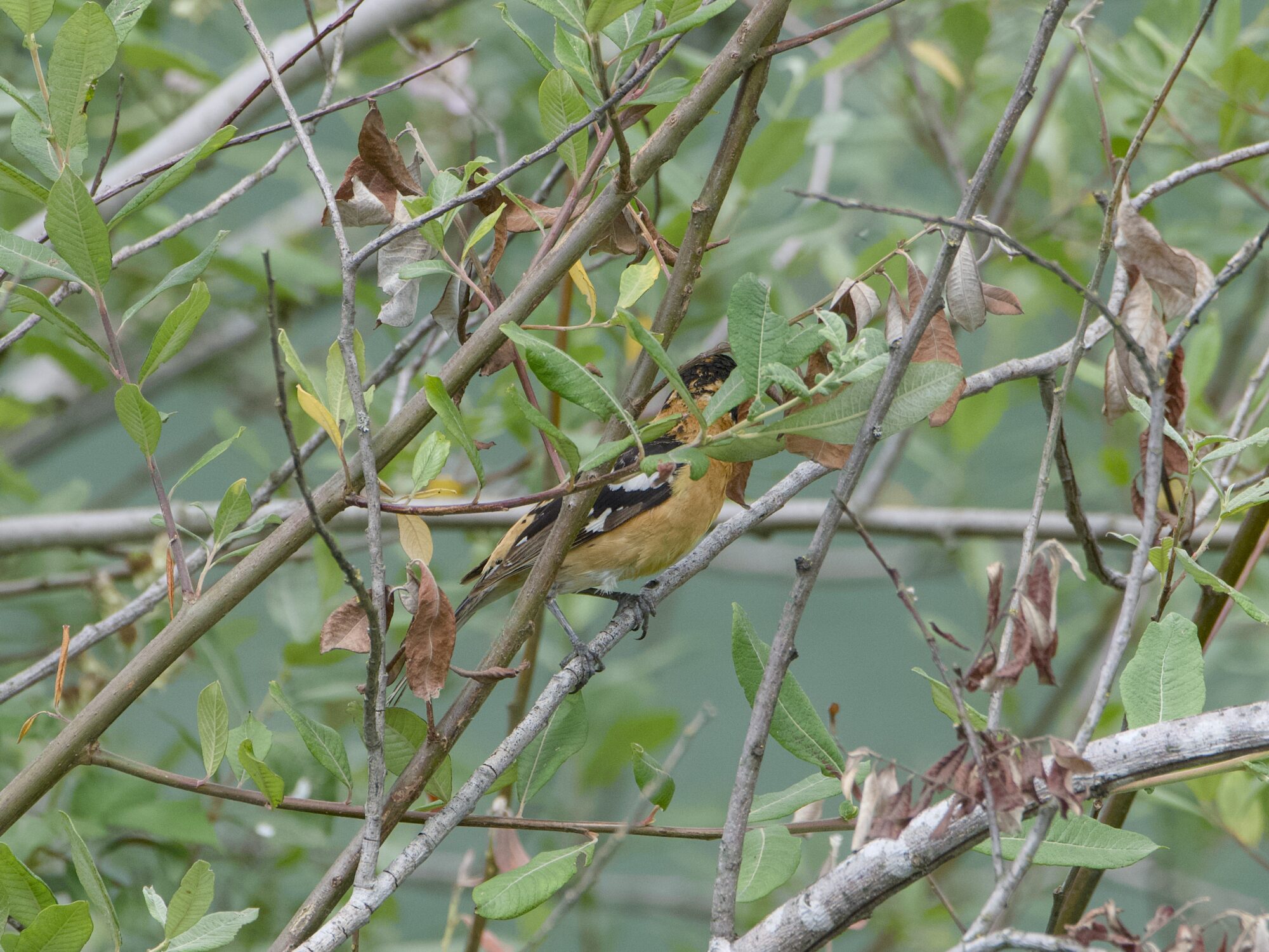 A bird in a tree, its head hidden by foliage. The chest is deep orange, the wings are black and white