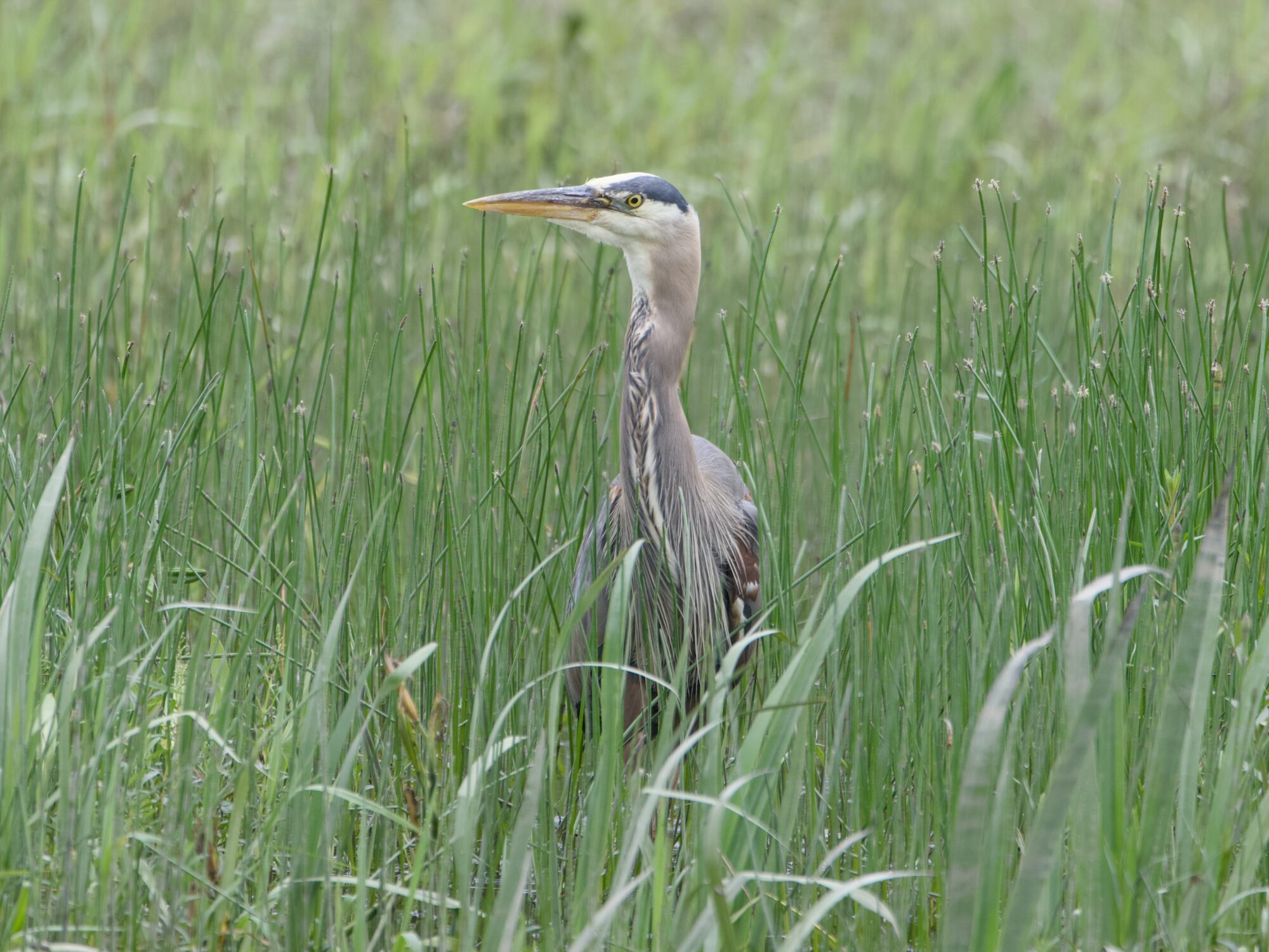 A Great Blue Heron in tall green reeds, alertly looking to one side