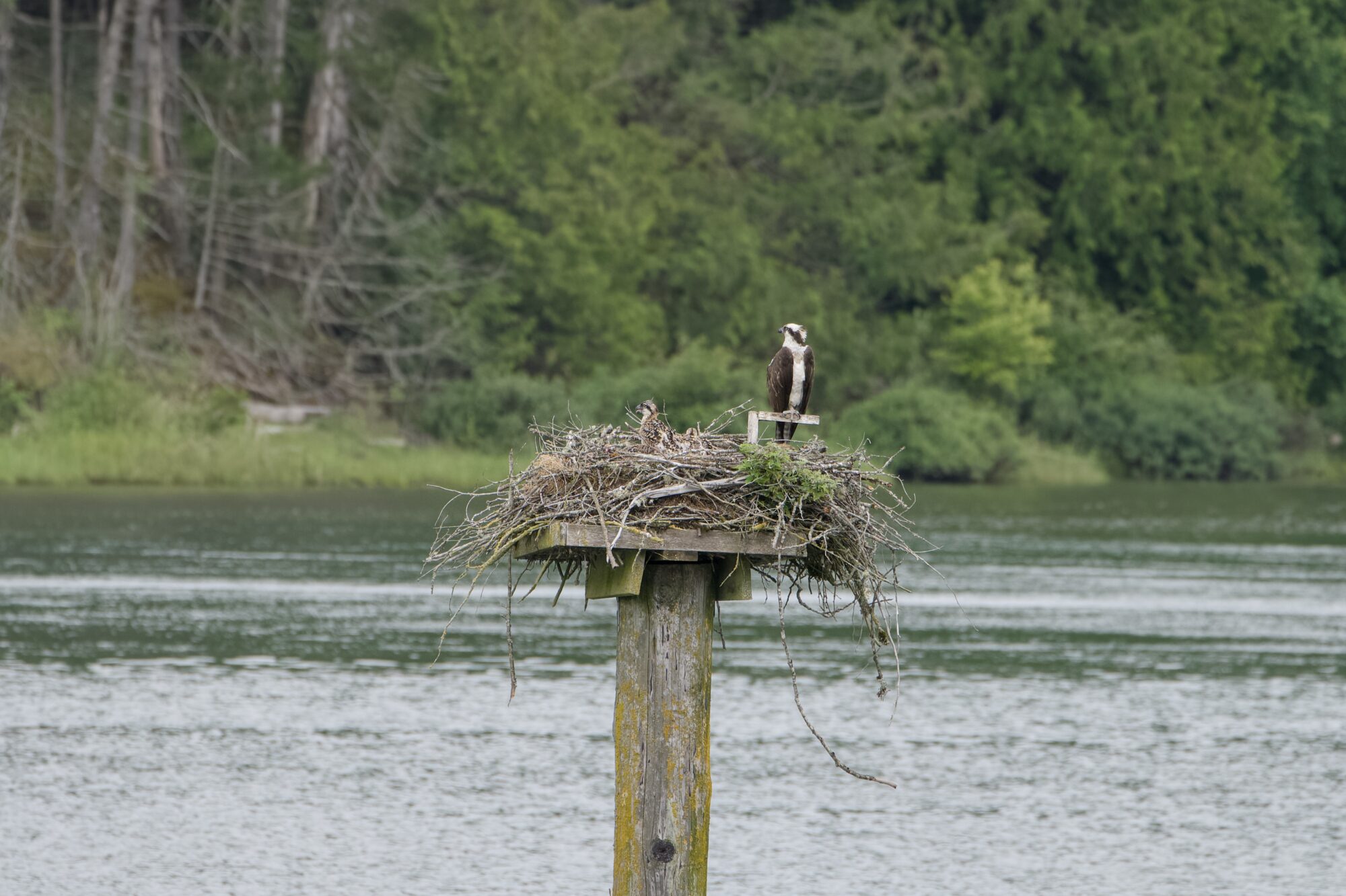 An Osprey nest out on the water. A parent is standing to one side, on a little perch. A