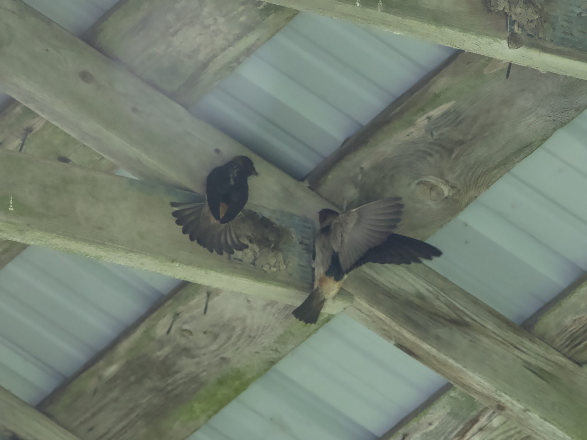 Cliff Swallows under a wooden ceiling