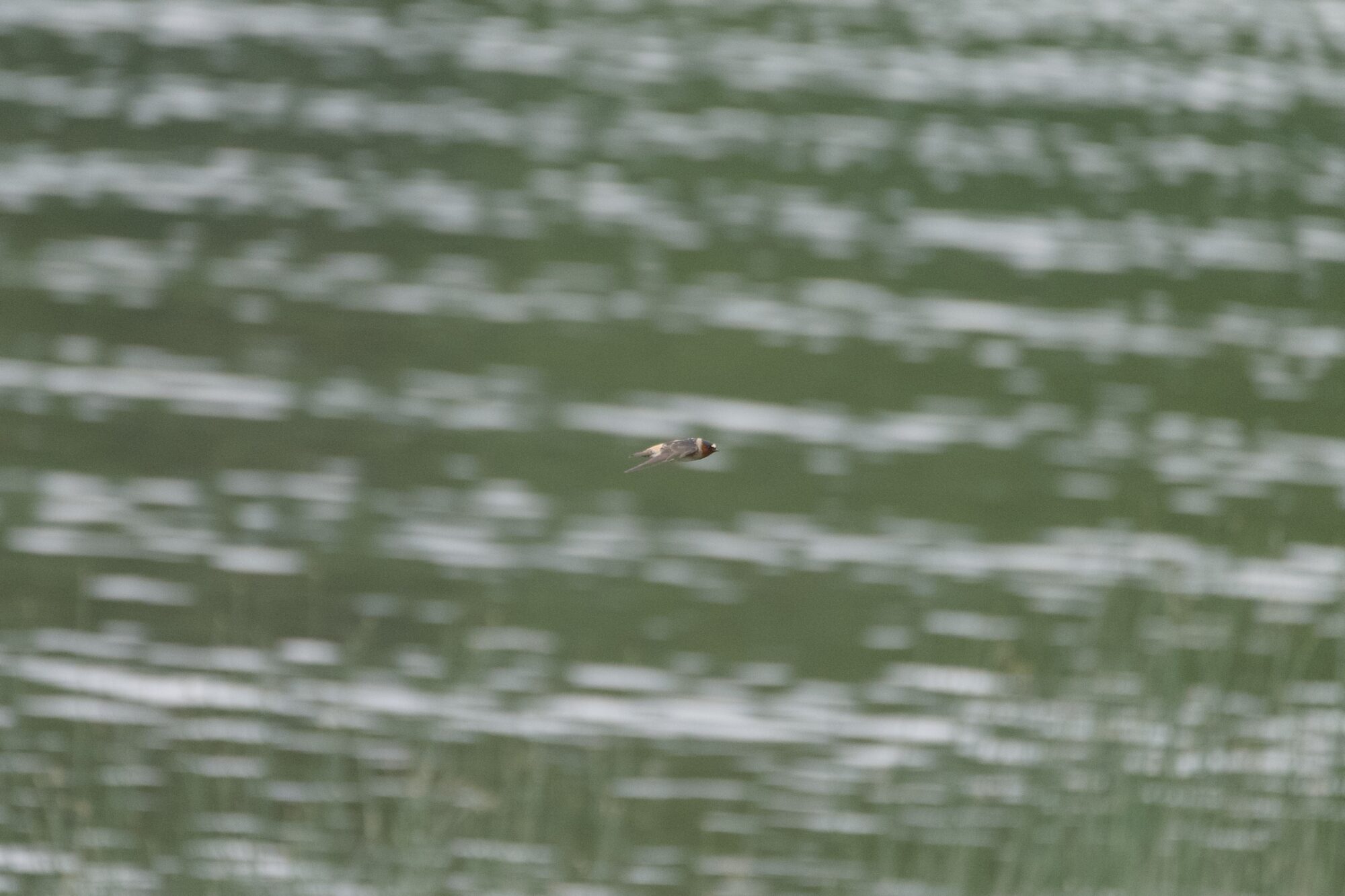 A shot of a Cliff Swallow in flight, zooming from left to right. The background is greenish wavy water