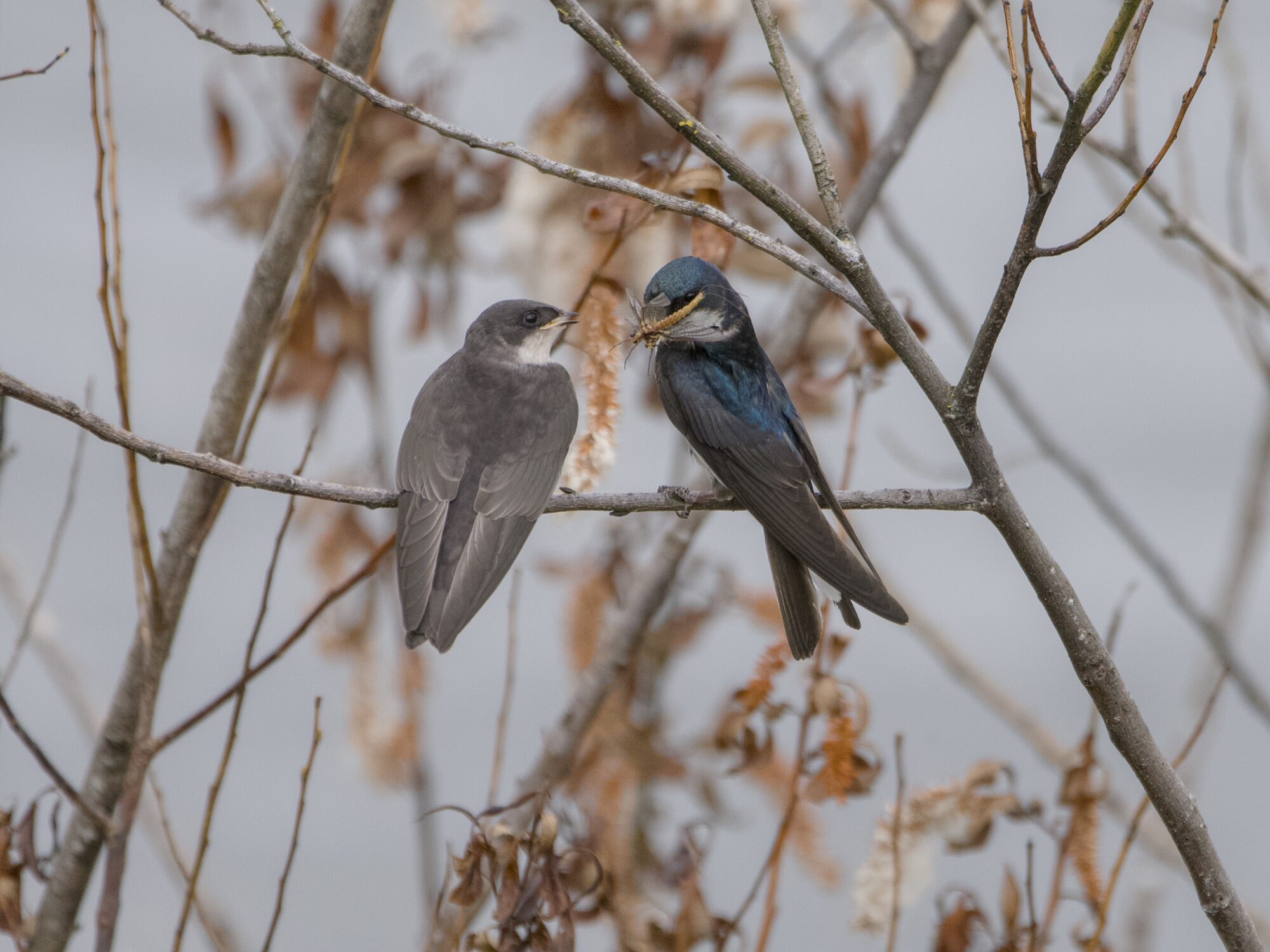 Two Tree Swallows, one immature and one adult, are sitting near each other. The adult has a bunch of food in its beak