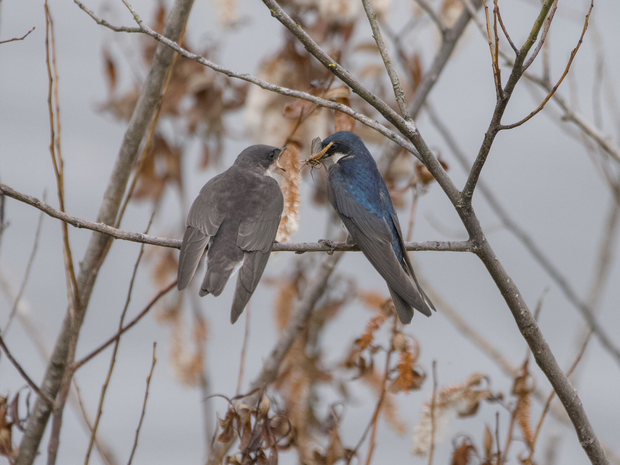 Two Tree Swallows, one immature and one adult, are sitting near each other. The adult has a bunch of food in its beak and the child is begging for food with its mouth wide open