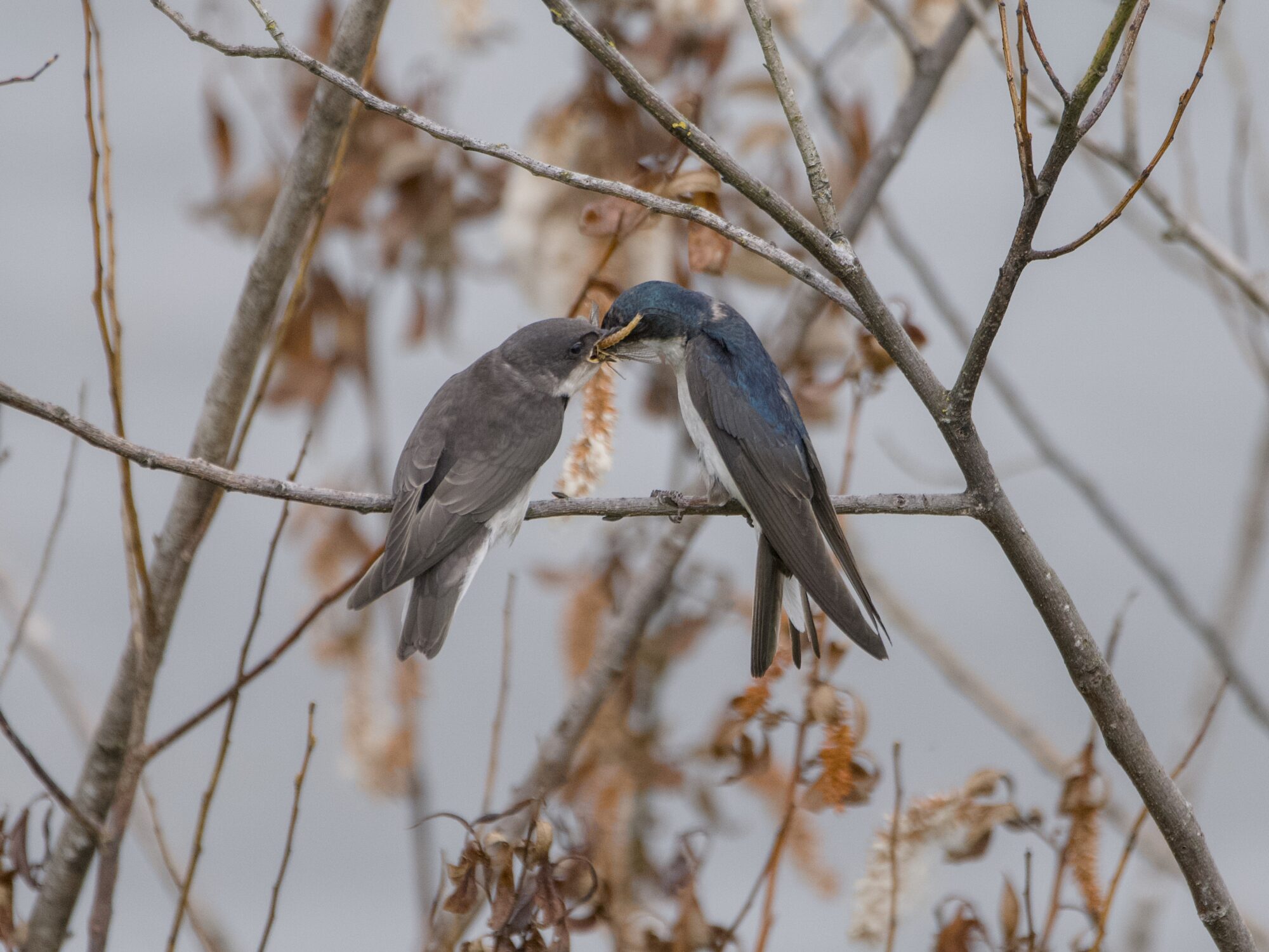 Two Tree Swallows, one immature and one adult, are sitting near each other. The adult has a bunch of food in its beak and is stuffing it in the child's beak