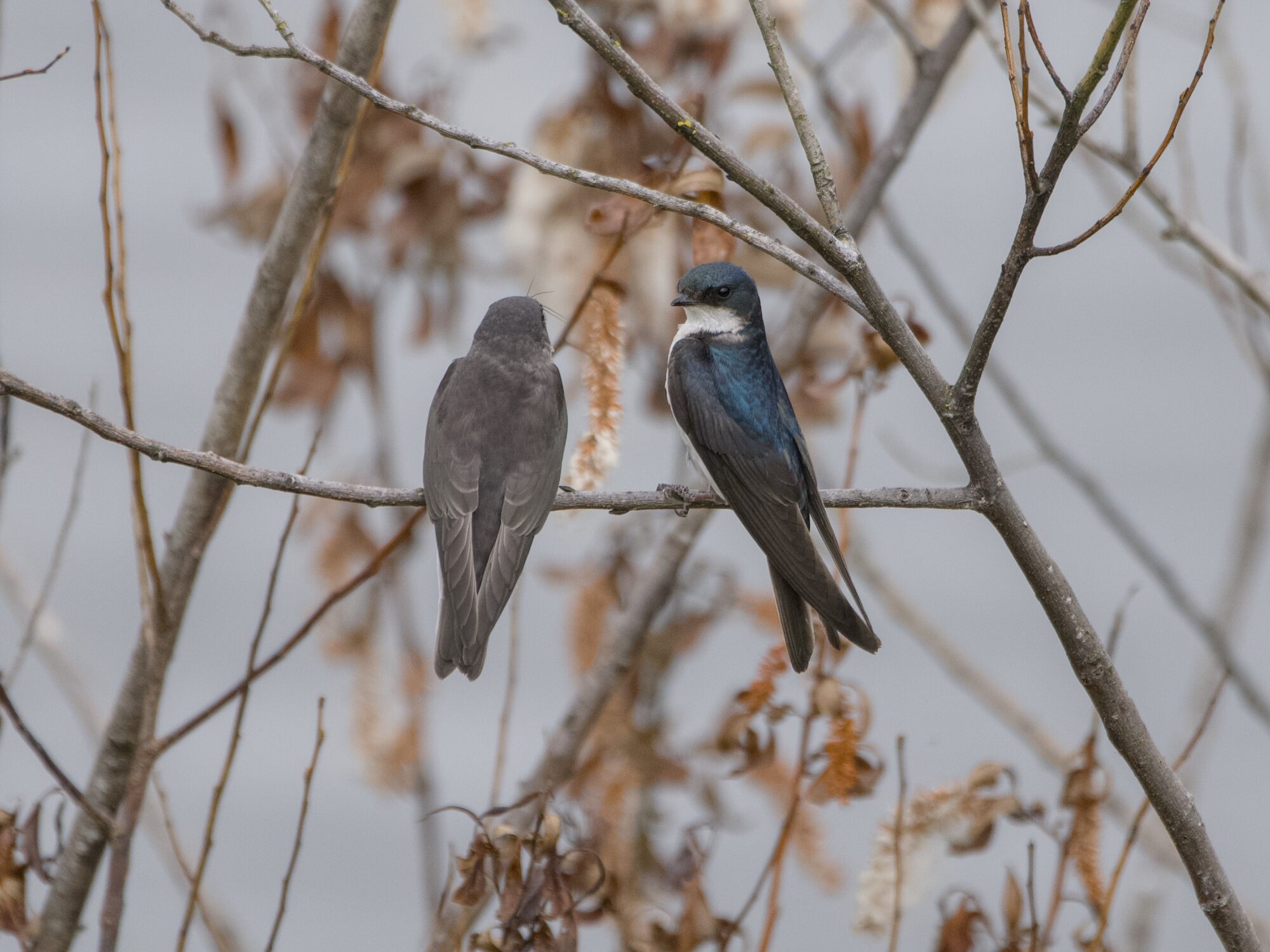 Two Tree Swallows, one immature and one adult, are sitting near each other. The child now has a bunch of food in its beakbegging for food