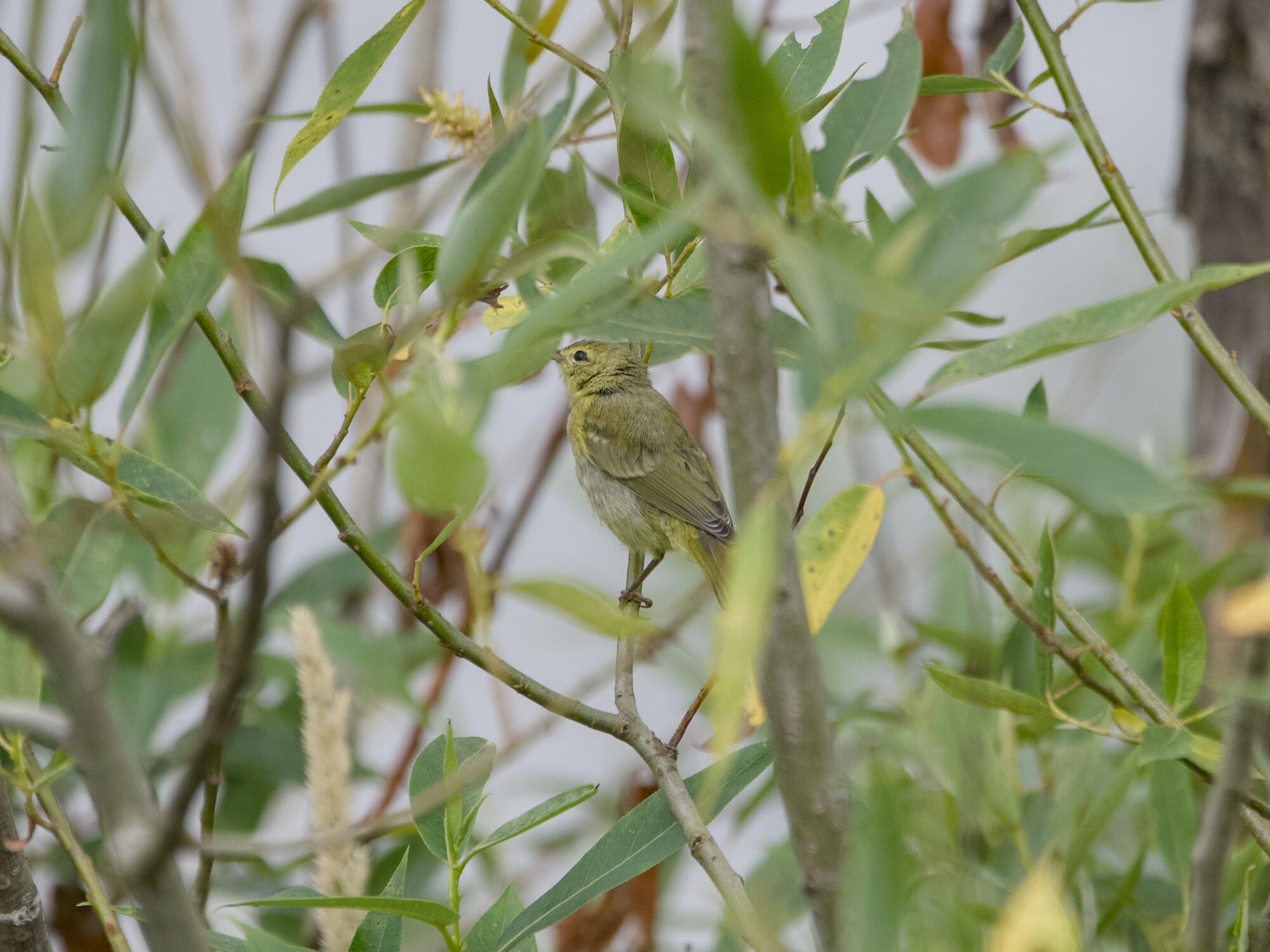 A little yellow songbird with darker yellow-greyish wings and back