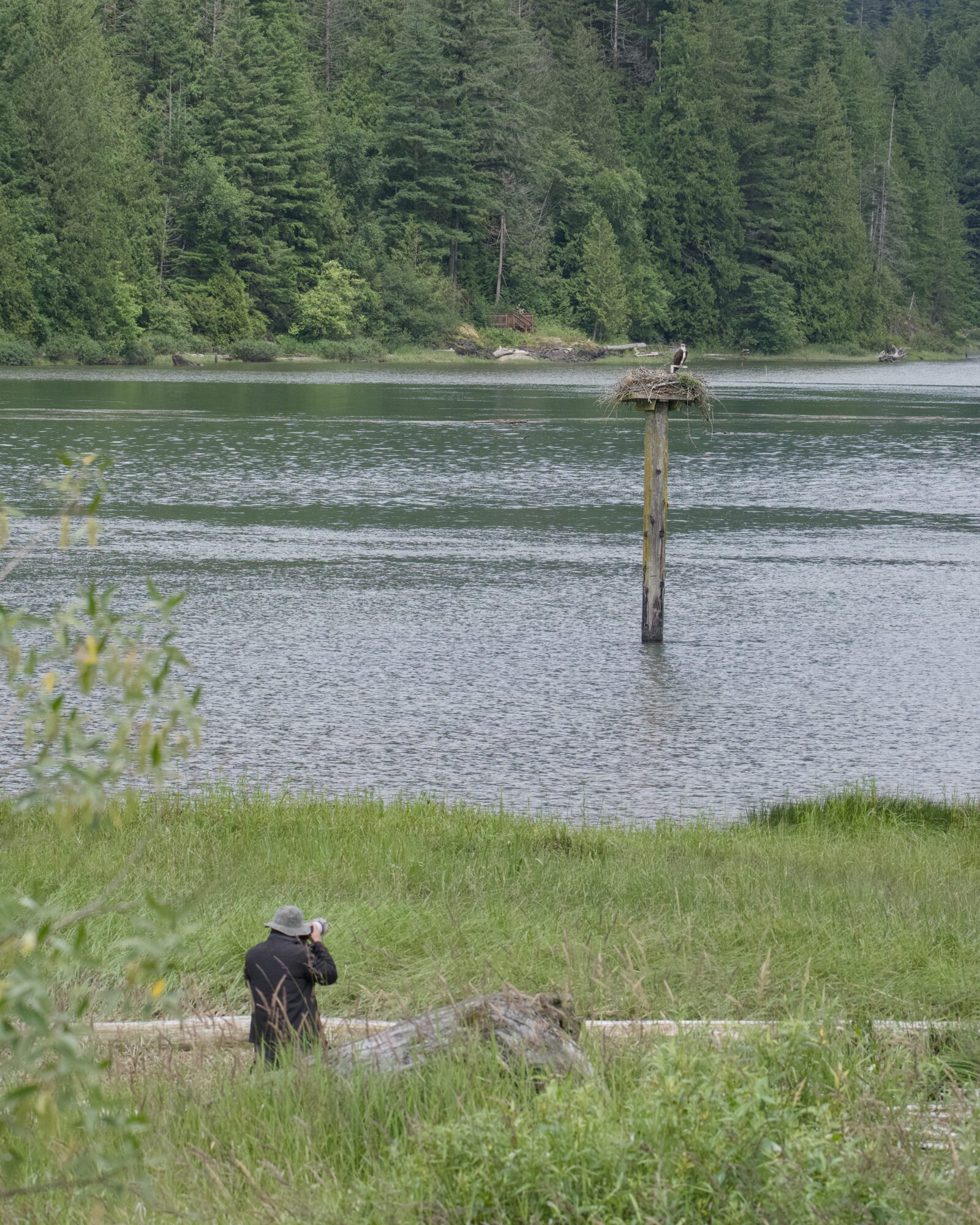 The Osprey nest and a photographer who went out on the muddy bank to get a closer look