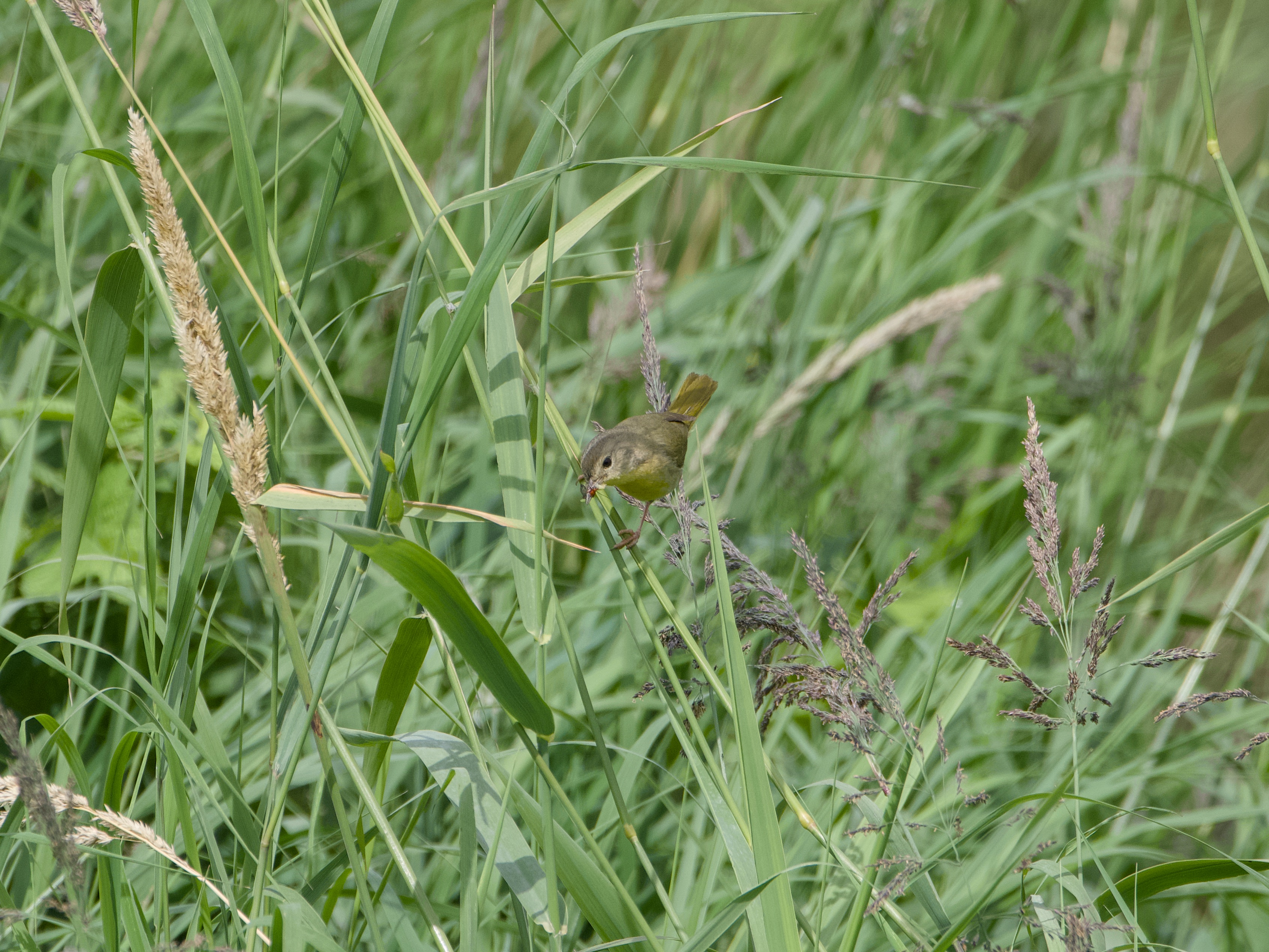 A female Common Yellowthroat surrounded by tall green grasses