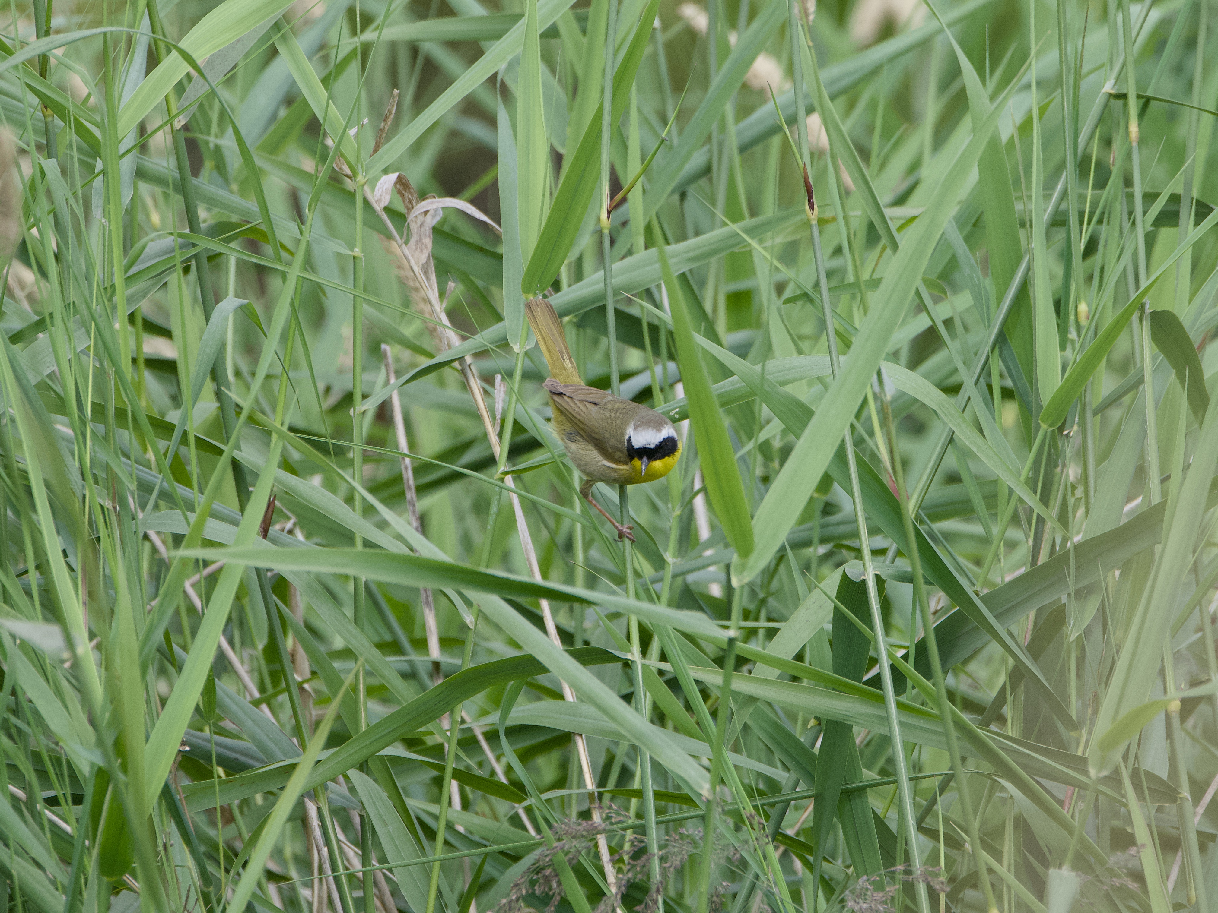 A male Common Yellowthroat surrounded by tall green grasses