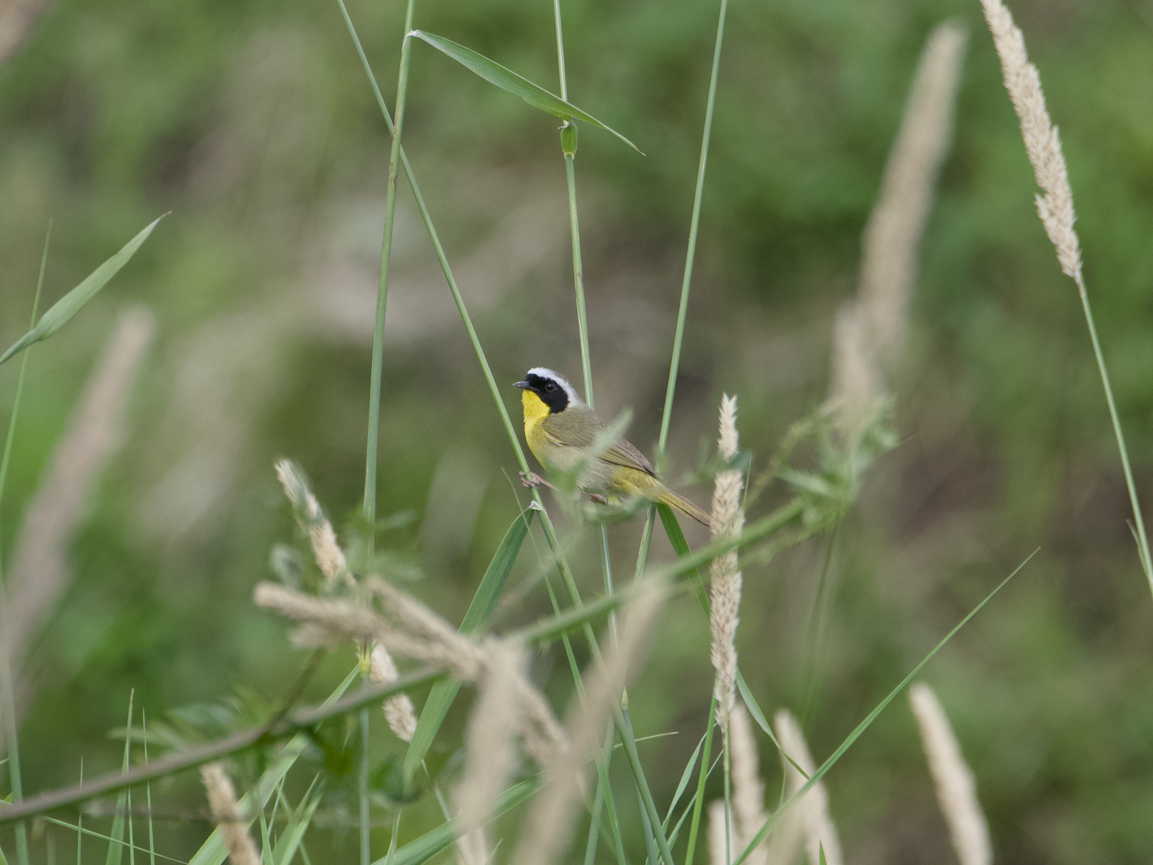 A male Common Yellowthroat surrounded by tall green grasses