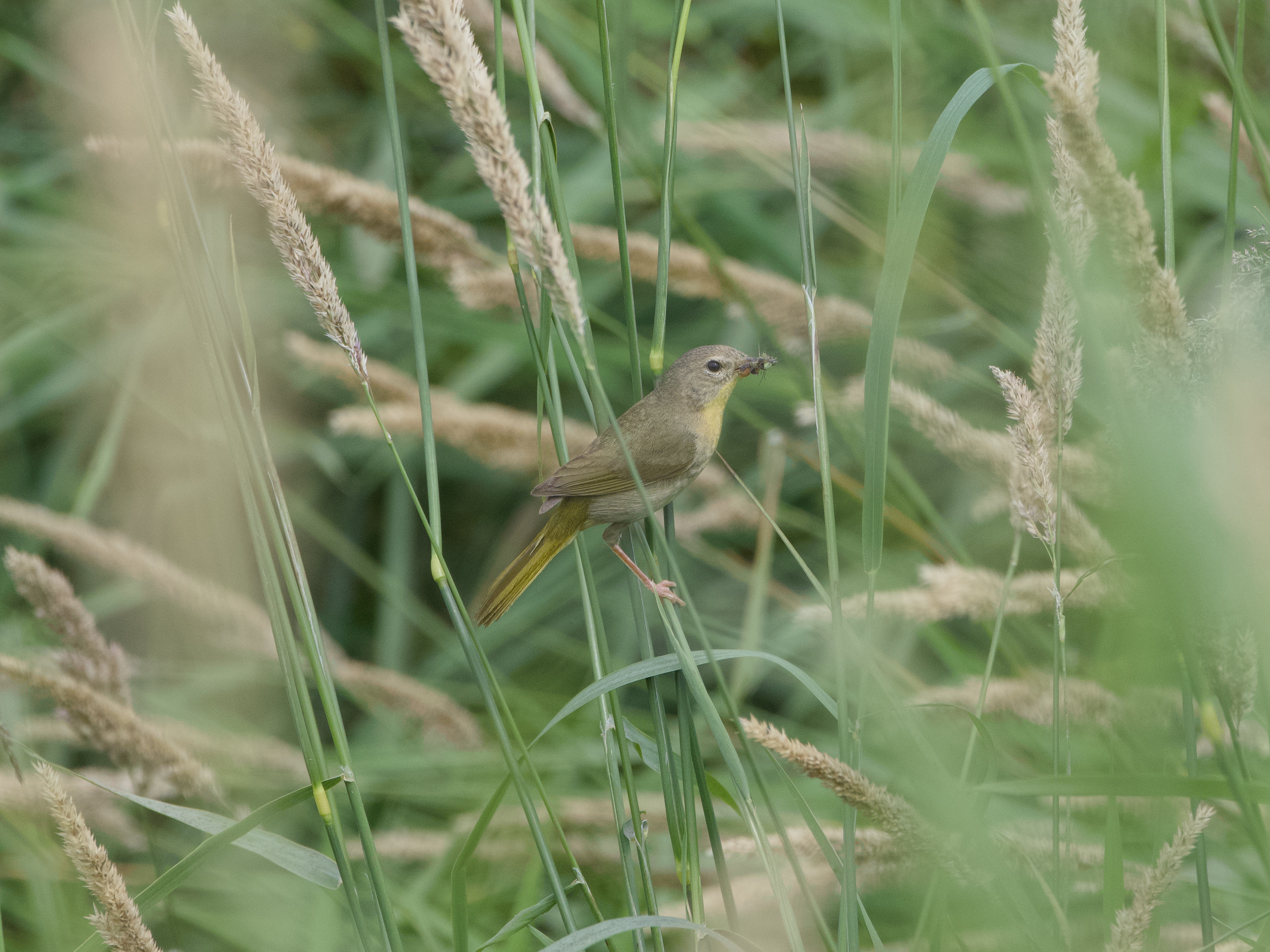 A female Common Yellowthroat surrounded by tall green grasses
