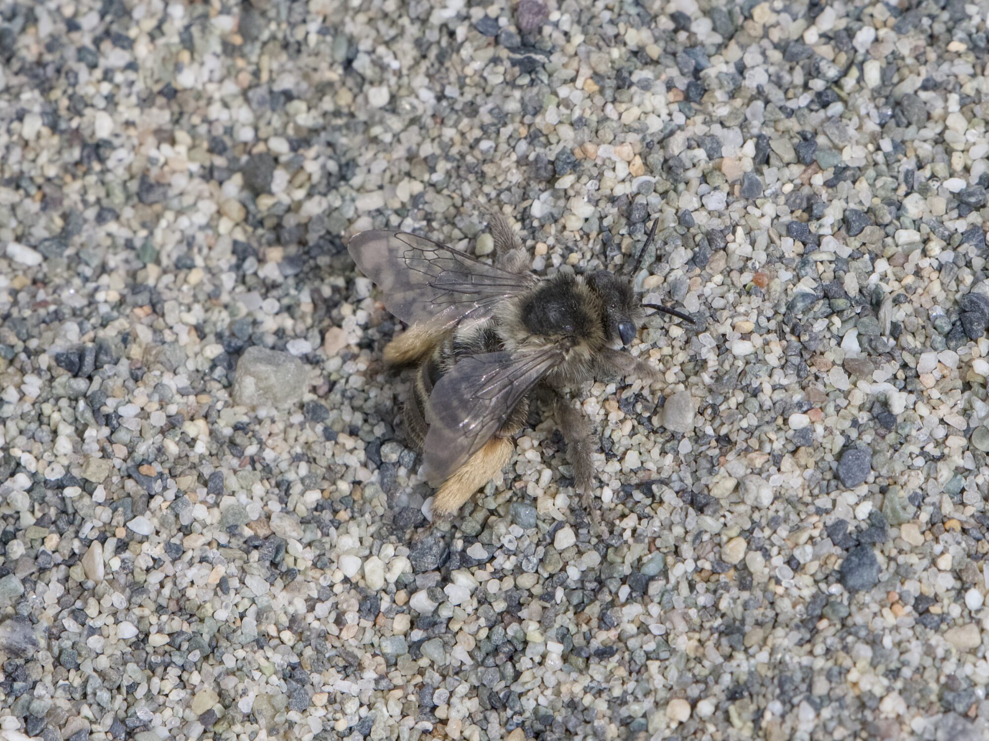 A fuzzy grey and black bee on a gravelly trail, with off-yellow fuzzy back legs