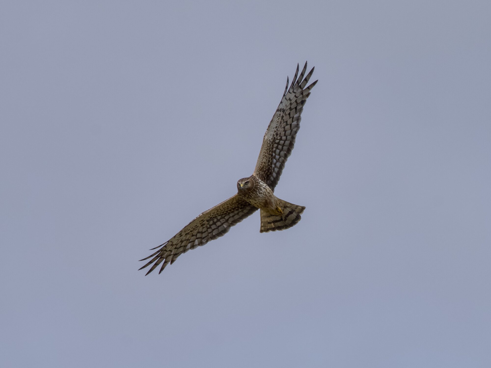 A Northern Harrier, banking against a greyish-blue sky