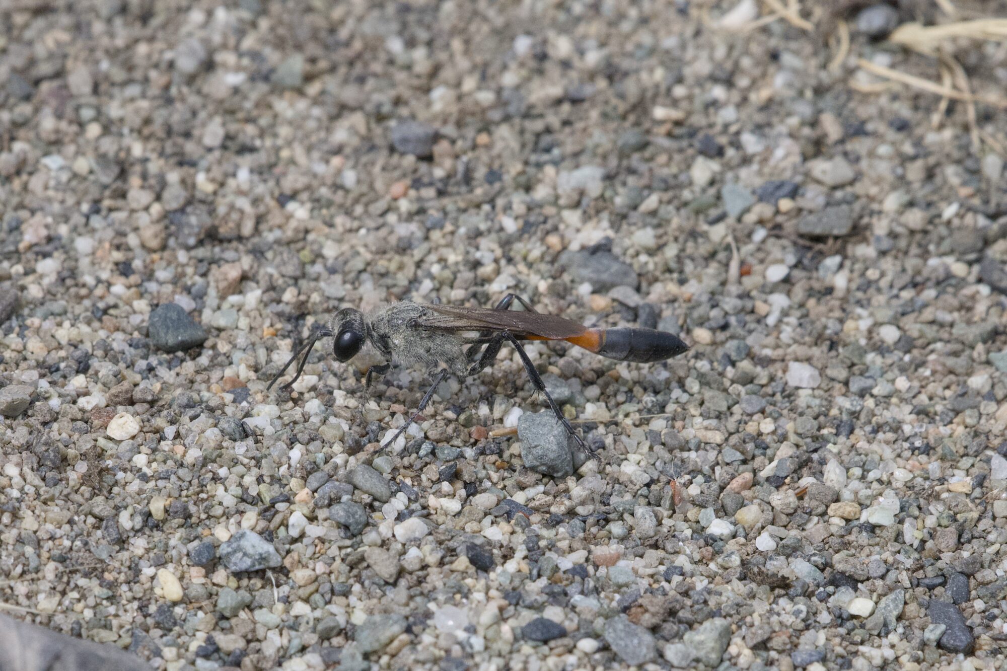 A Heath Sand Wasp on a sandy / gravelly trail. It is mostly black, with black eyes and a partly red abdomen with an extremely thin connection to the thorax