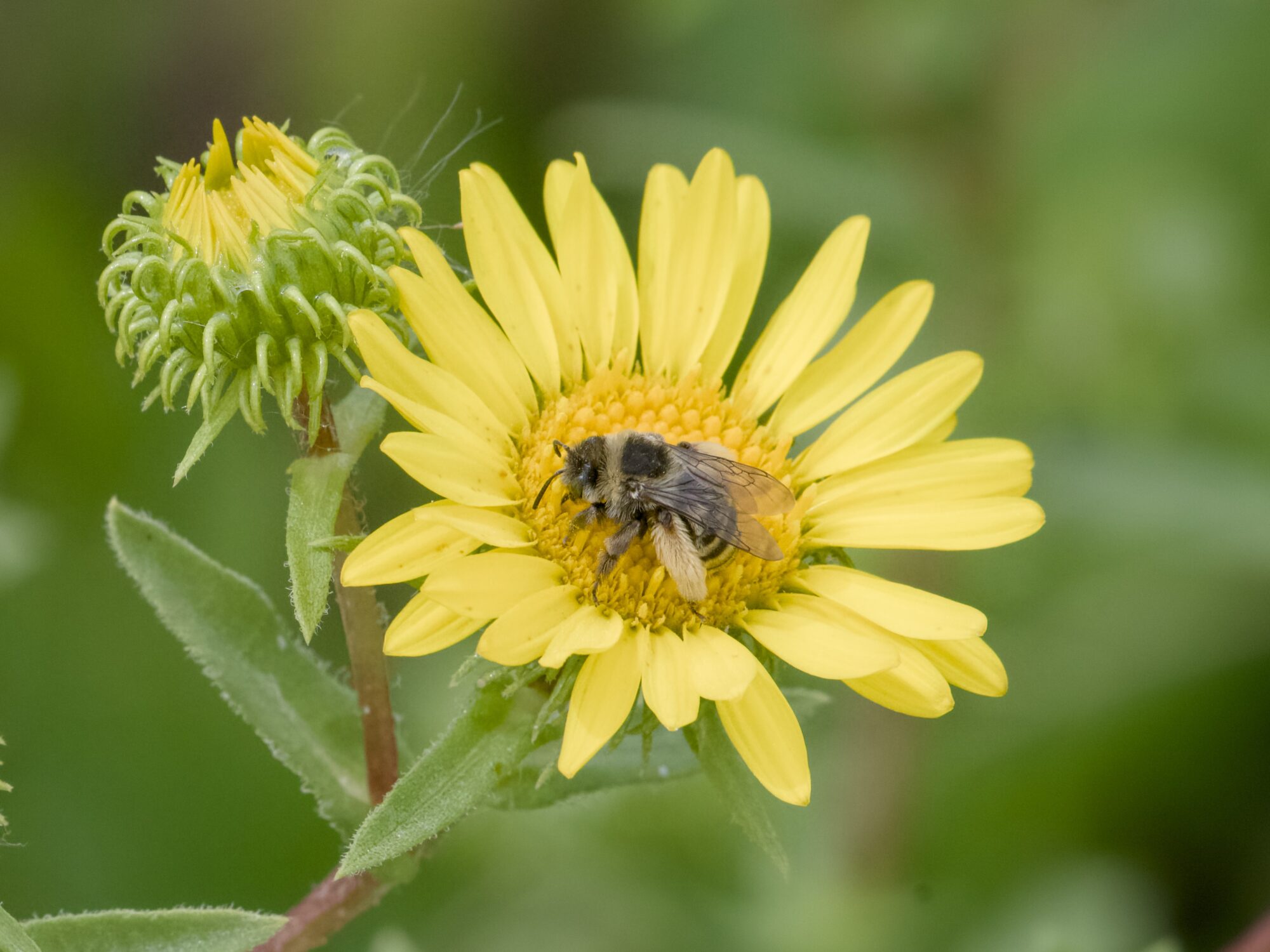A British Columbia Miner Bee (A fuzzy grey and black bee on a gravelly trail, with off-yellow fuzzy back legs) on a big yellow flower