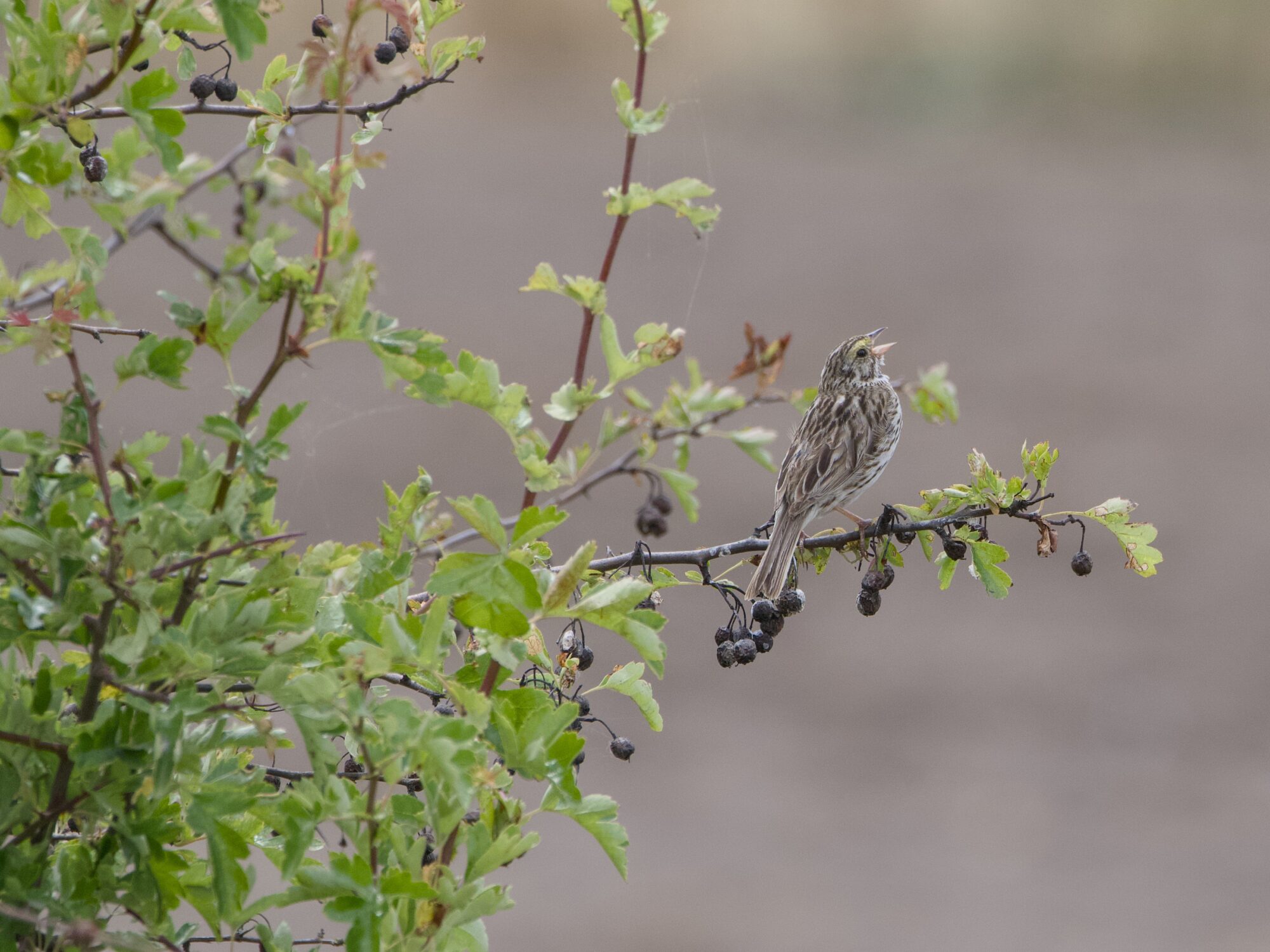 A Savannah Sparrow sitting on a branch sticking out of a bush, and singing. The background is bokeh brownish