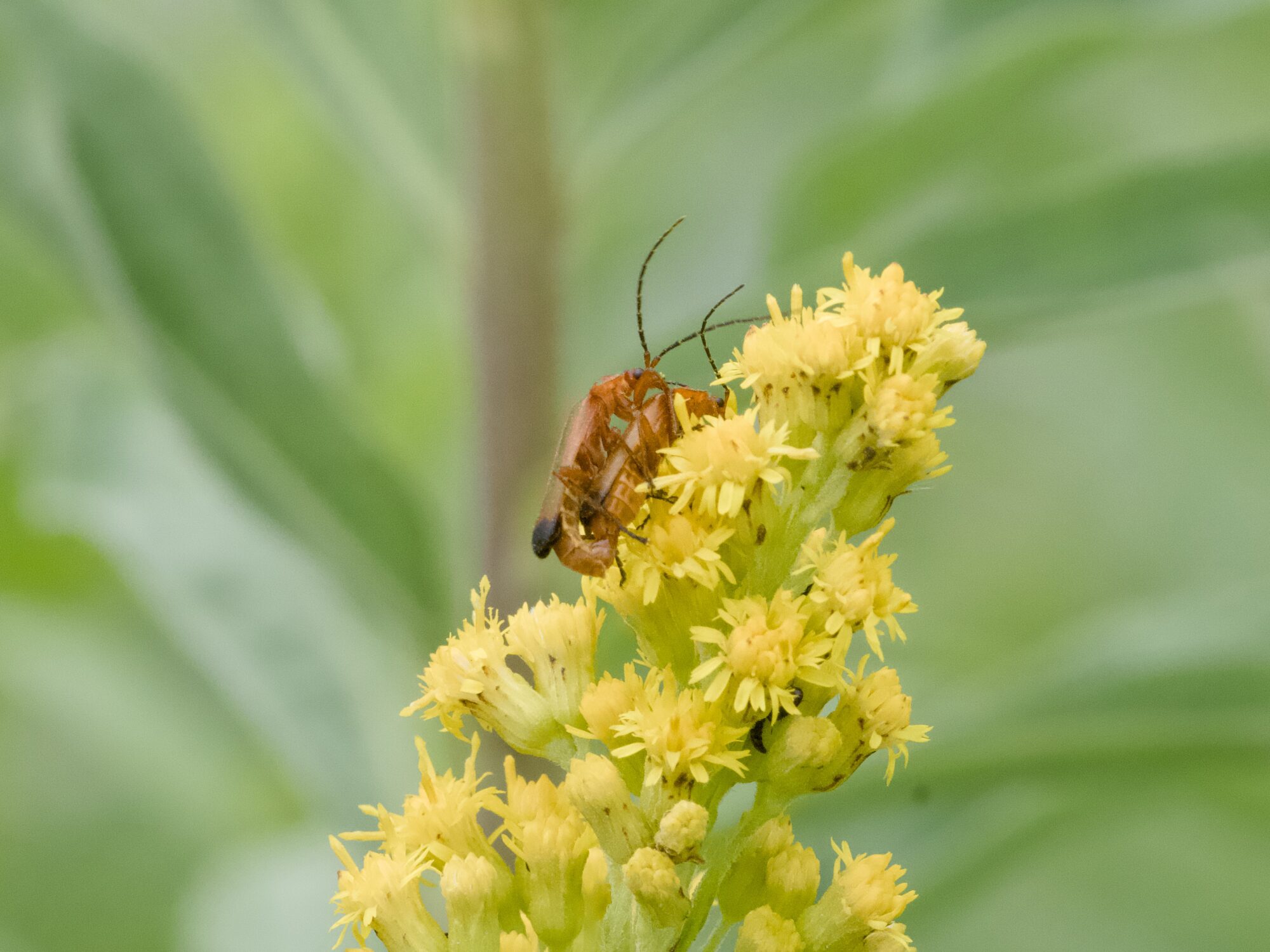 Two Red Soldier Beetles getting it on on top of a cluster of small yellow flowers