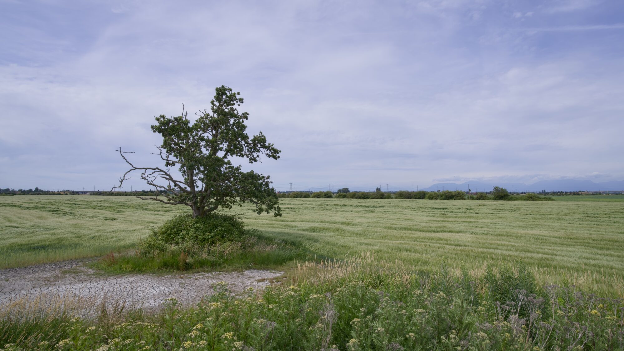 The so-called Raptor Tree (a cute but pretty nondescript tree) in the middle of a big field