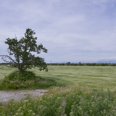 The so-called Raptor Tree (a cute but pretty nondescript tree) in the middle of a big field