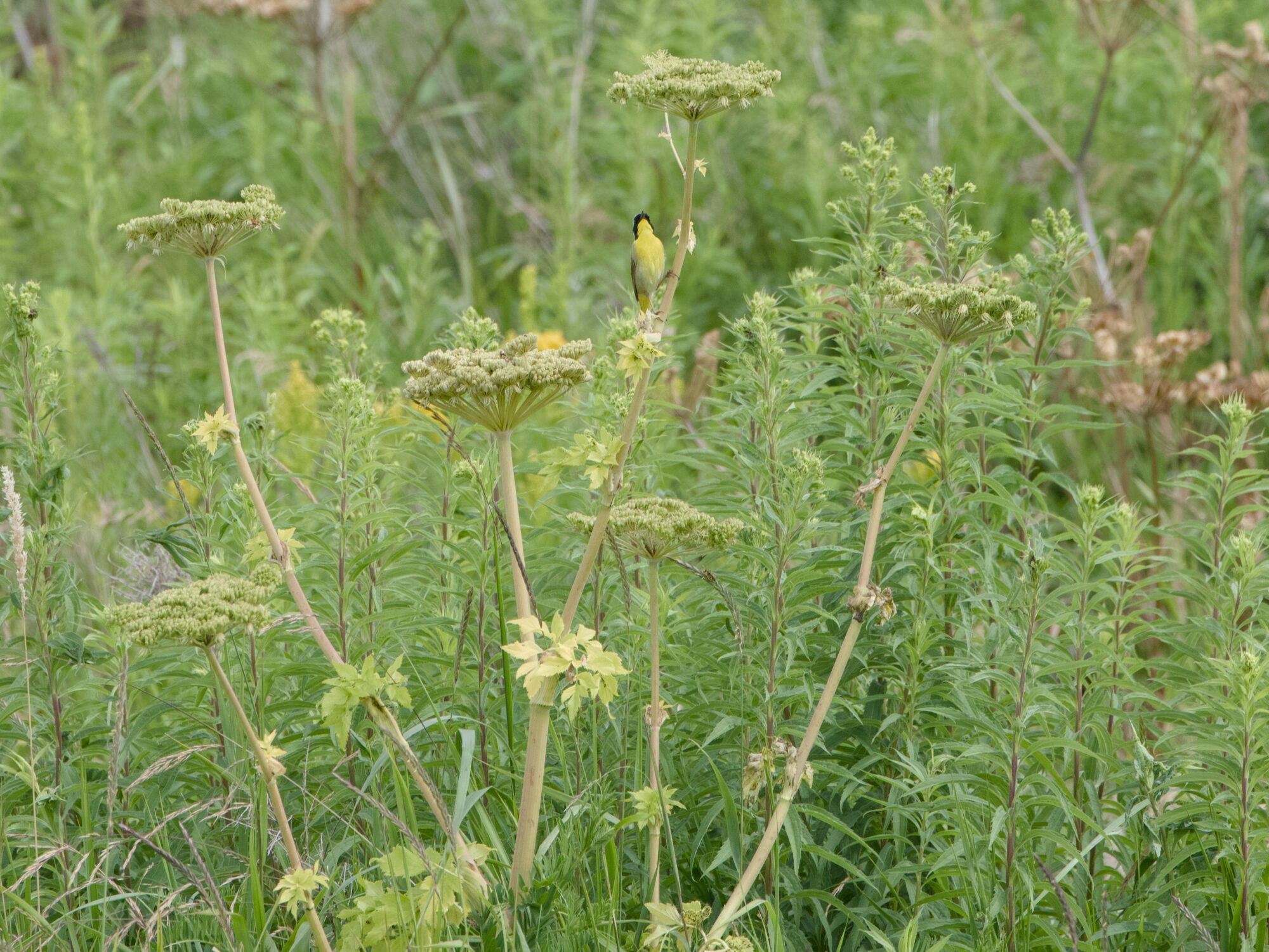 A male Common Yellowthroat, far away in the vegetation