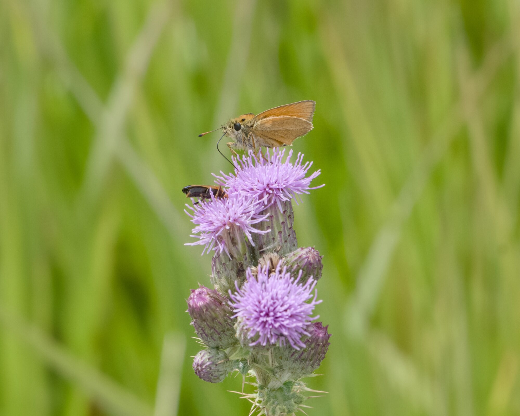A Woodland Skipper -- a small brown butterfly -- on a bunch of pink thistles. A beetle (probably a Red Soldier) is on another thistle