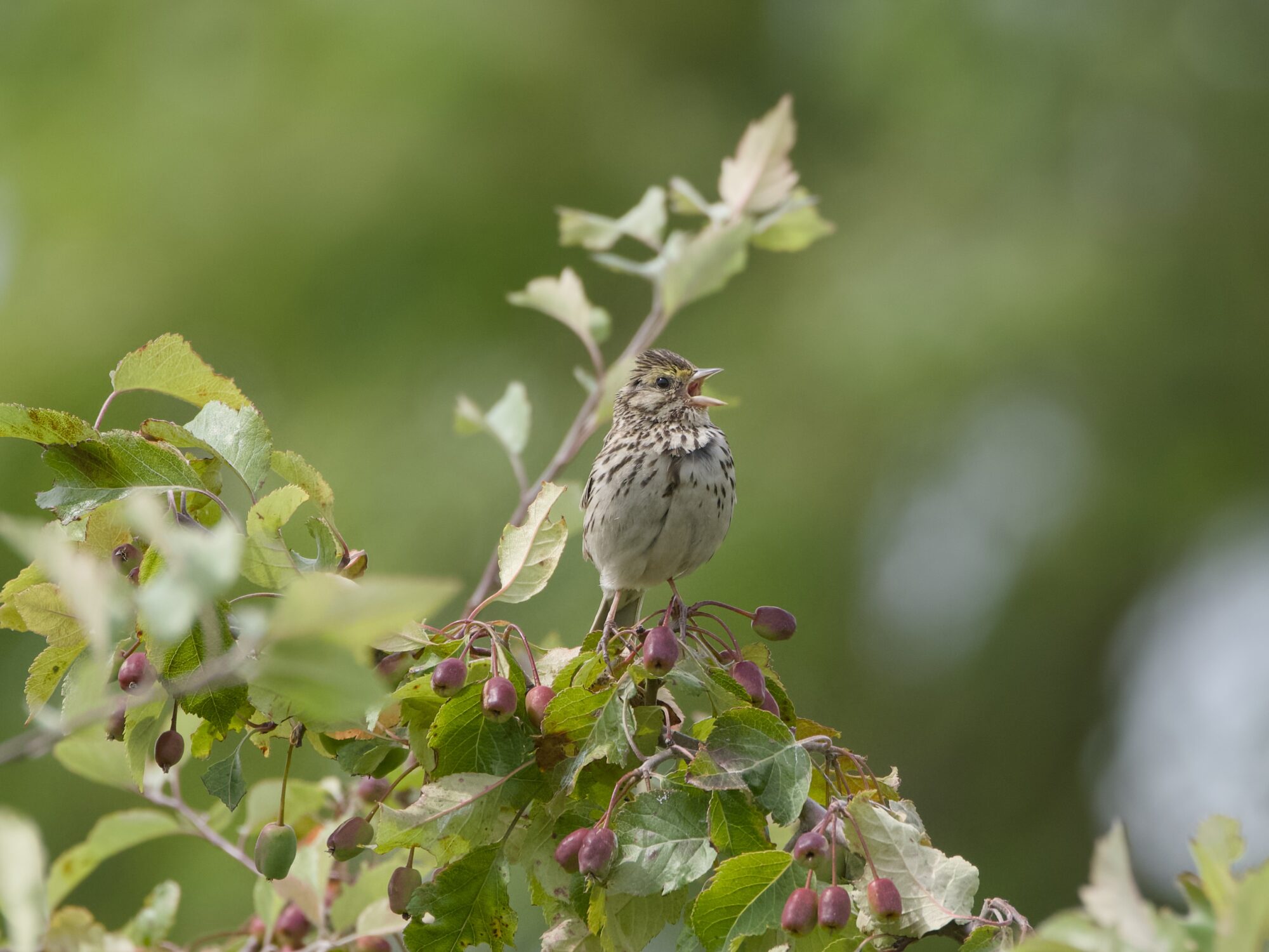 A Savannah Sparrow on top of a green bush, singing