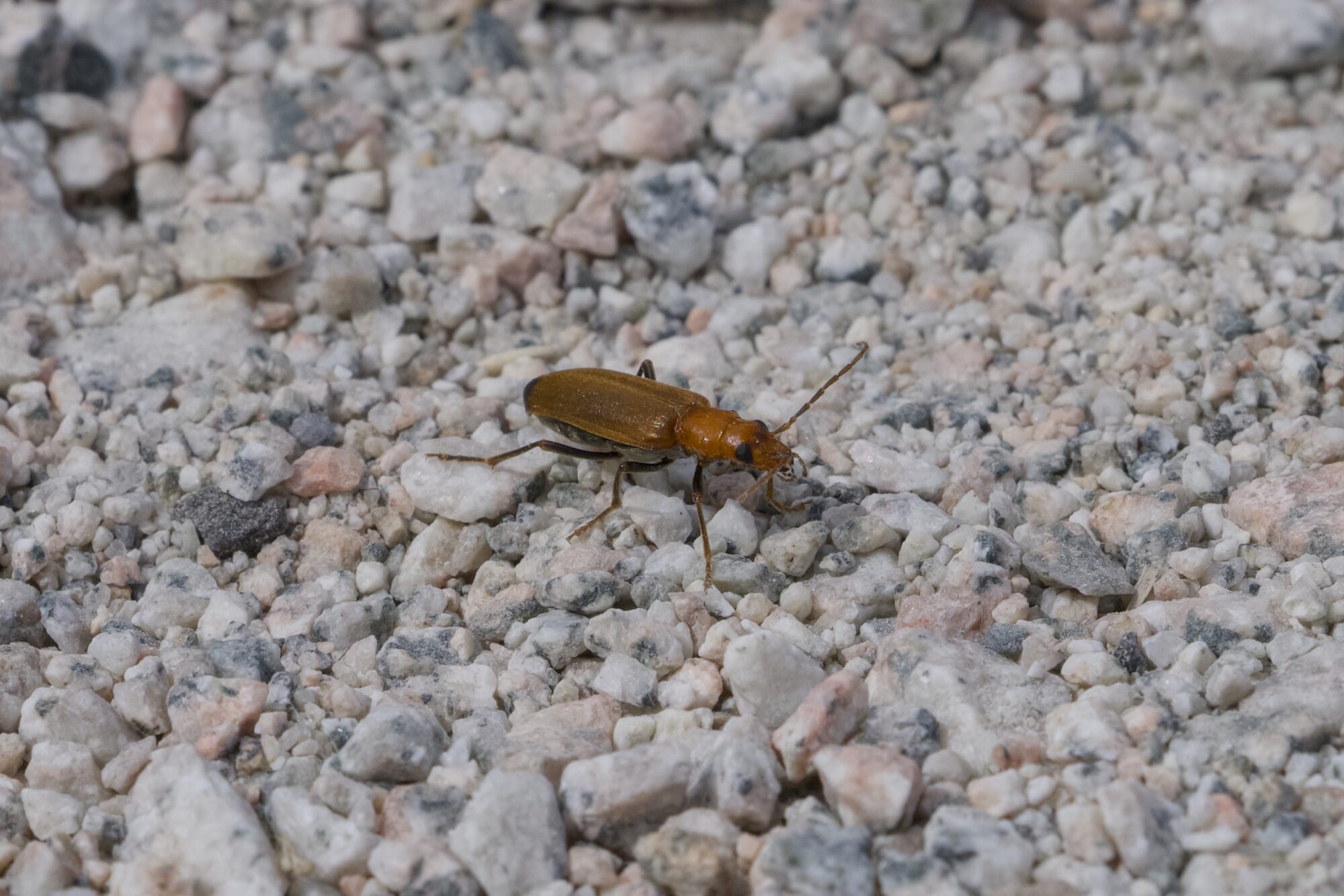 A Red Soldier Beetle on the gravelly trail