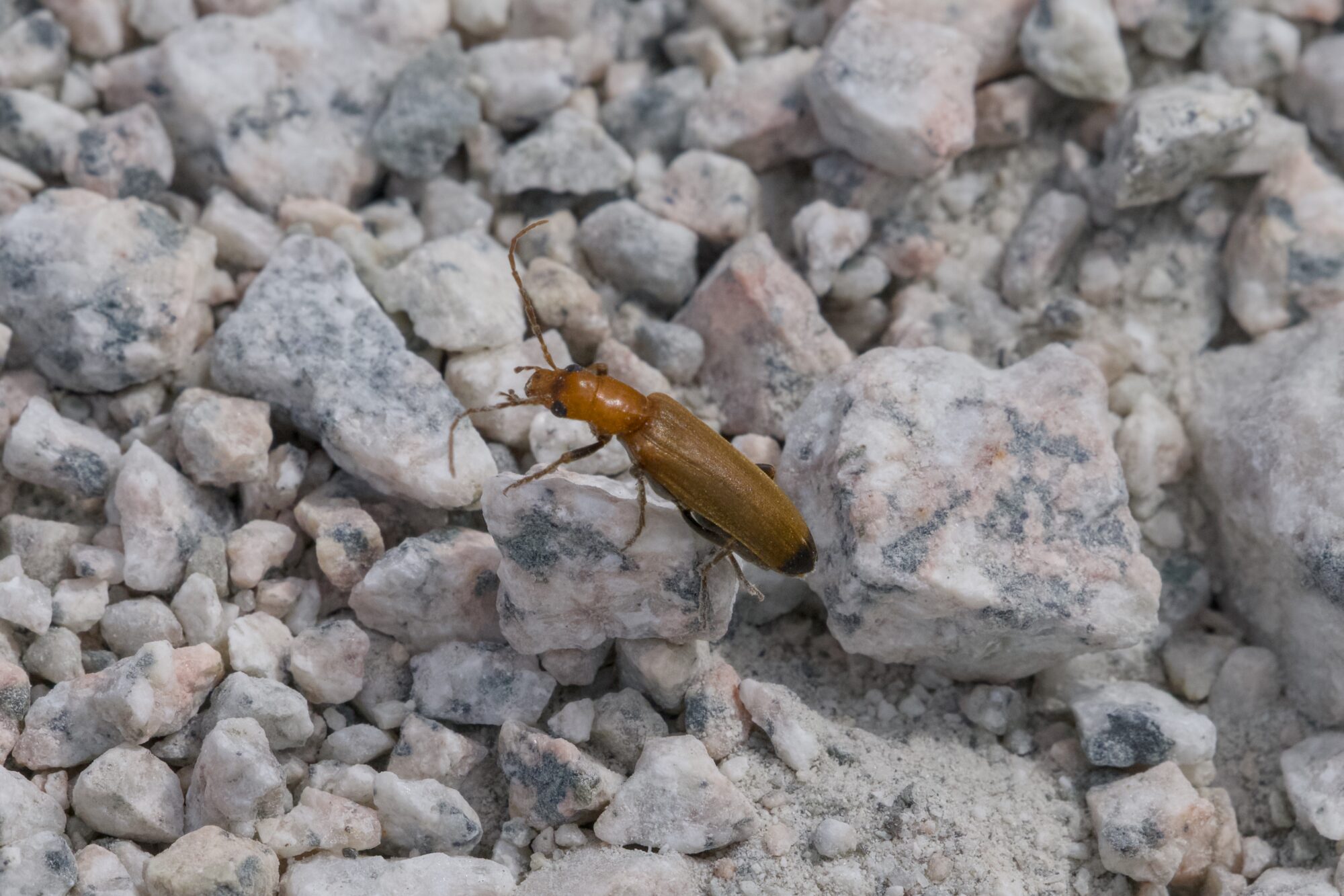 A Red Soldier Beetle on the gravelly trail 
