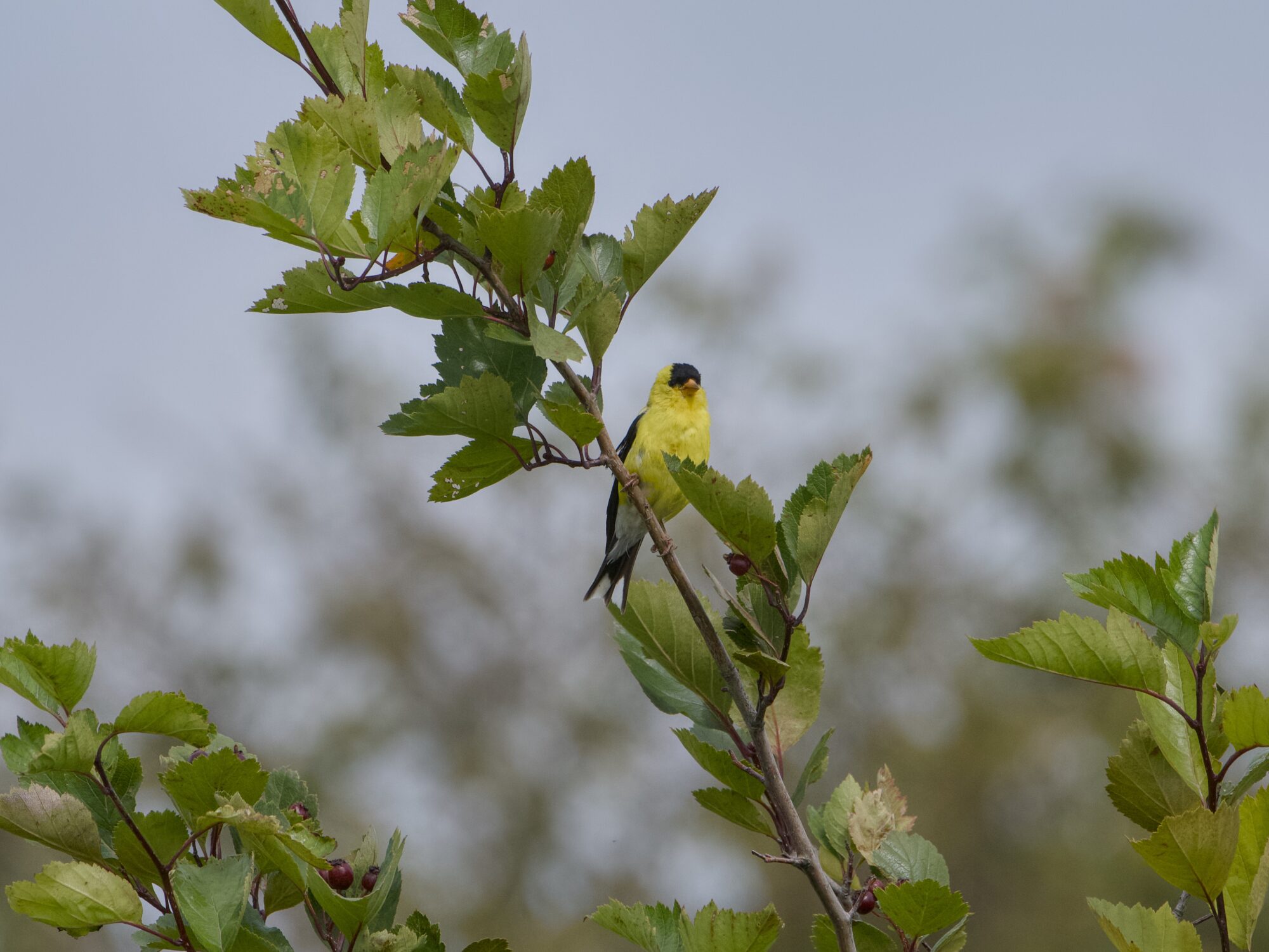 A male American Goldfinch up in a tree