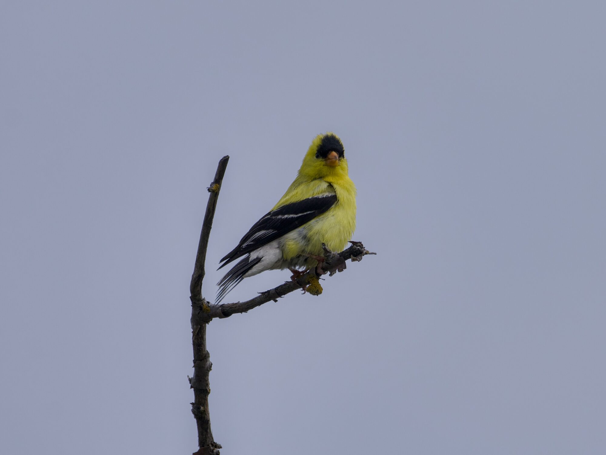 A male American Goldfinch up in a tree, against a greyish sky