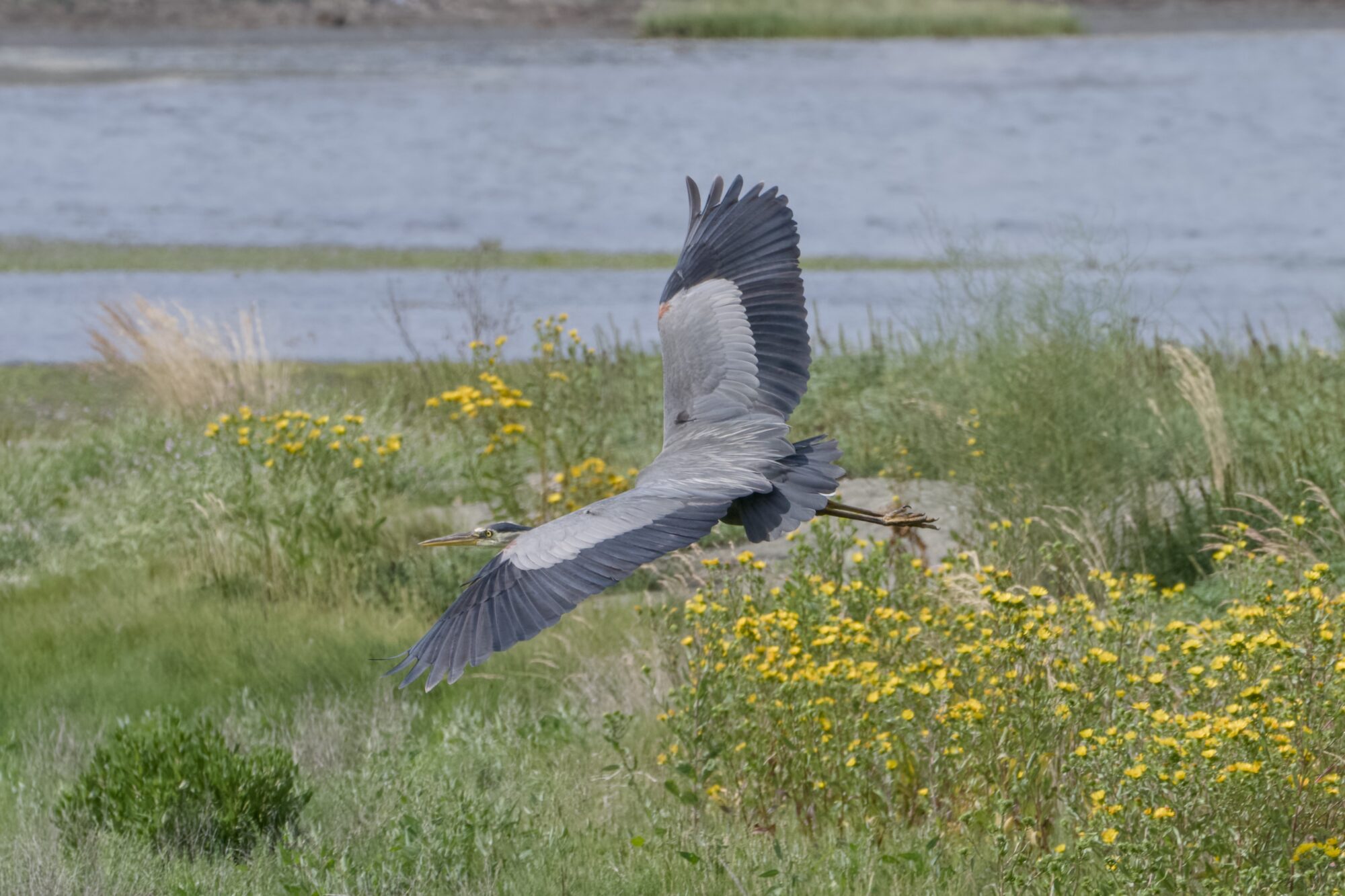 A great Blue Heron flying low over the bushes and grasses and yellow flowers, its wings fully deployed