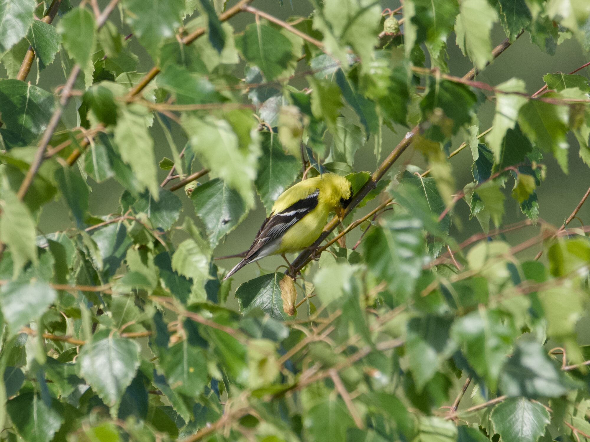 A male Goldfinch in a tree, surrounded by green foliage
