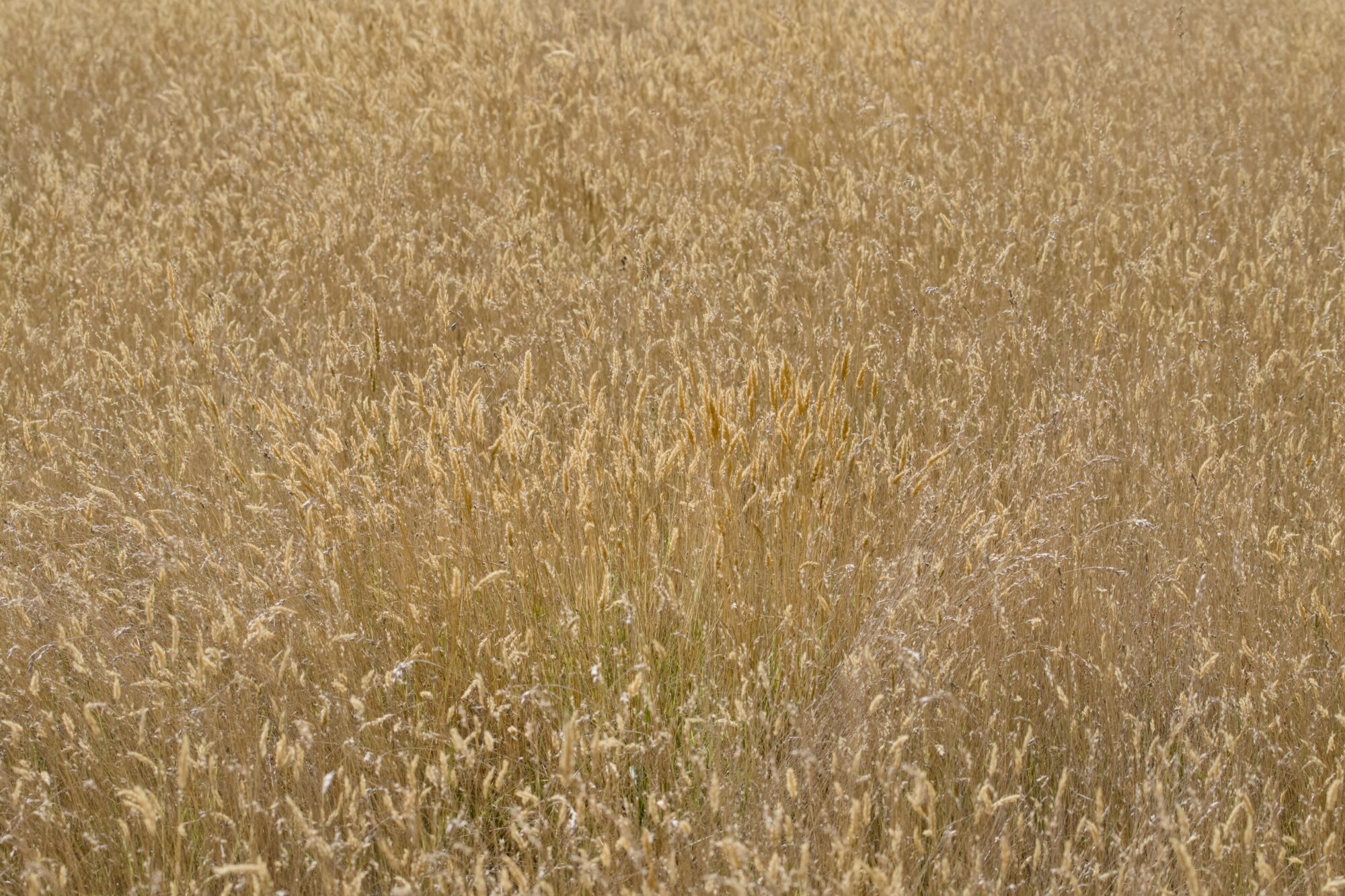 Warm yellow grasses